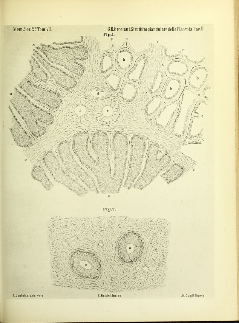 Mem.Sor.^VTonLYII. O.B.Ercolaiii.StniltuTaglaii(iulare (Leila PlaceTita.Tav.V Flg.L Fiy^.2.