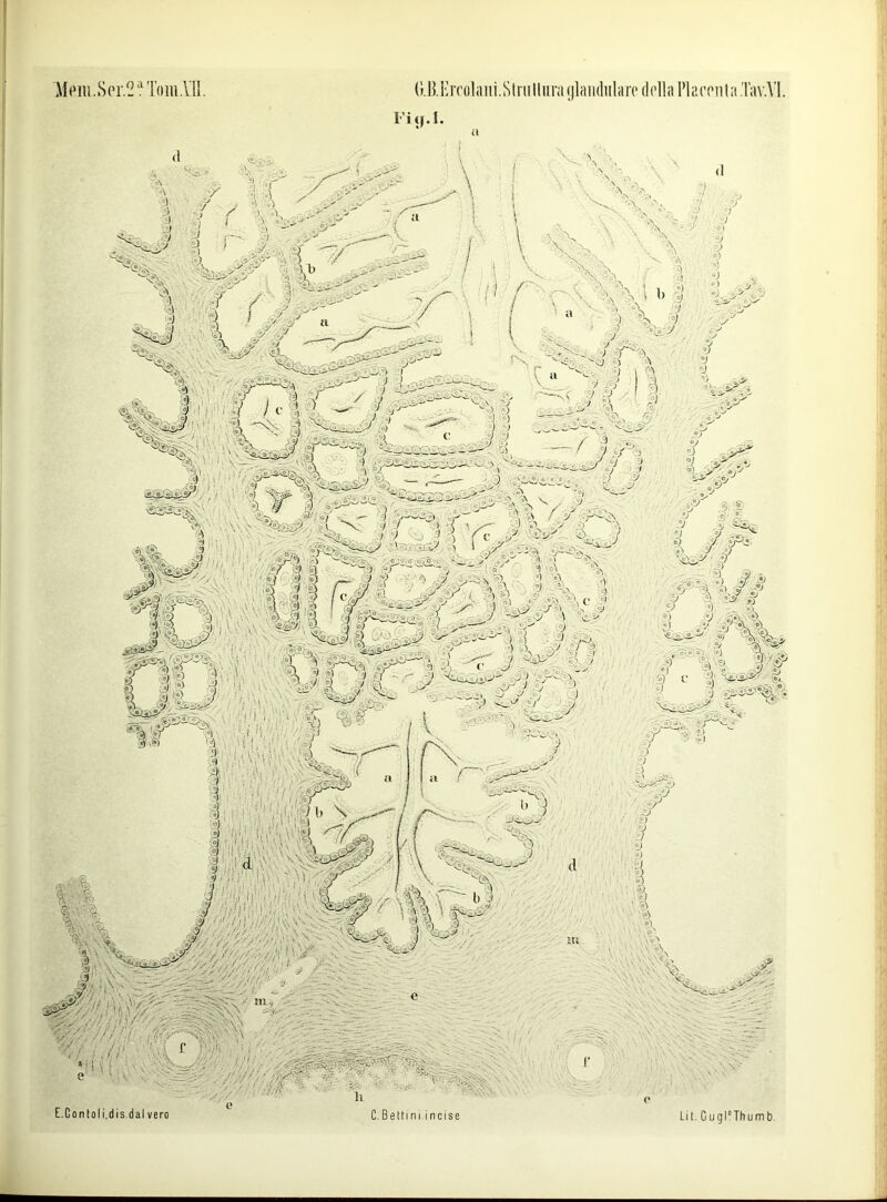 (I (i.Rl'lrcolaiii.Striilliira (ilaiidiilarc dollaPlaconlaTav.Vl.