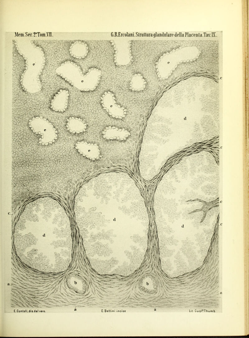 Mem.Spr.?‘Toin.Vll. G.B.Ercolani. Slnillura (jlandiilan* della Placoii la.Tav. IX. ^■1 1 ! 3;