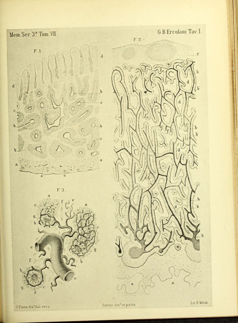 Mem.Ser. 3® Tom.VIl. G.B.Ercolaiii Tav.l. QPiana dis'dal vero Beiiim d]s“iapietra Lit.G.Wenk.