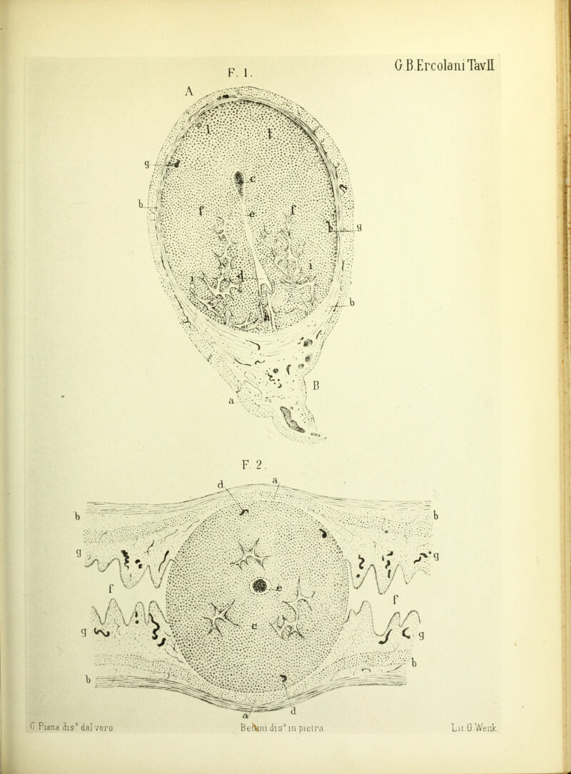 G B.ErcolaiiiTavE g