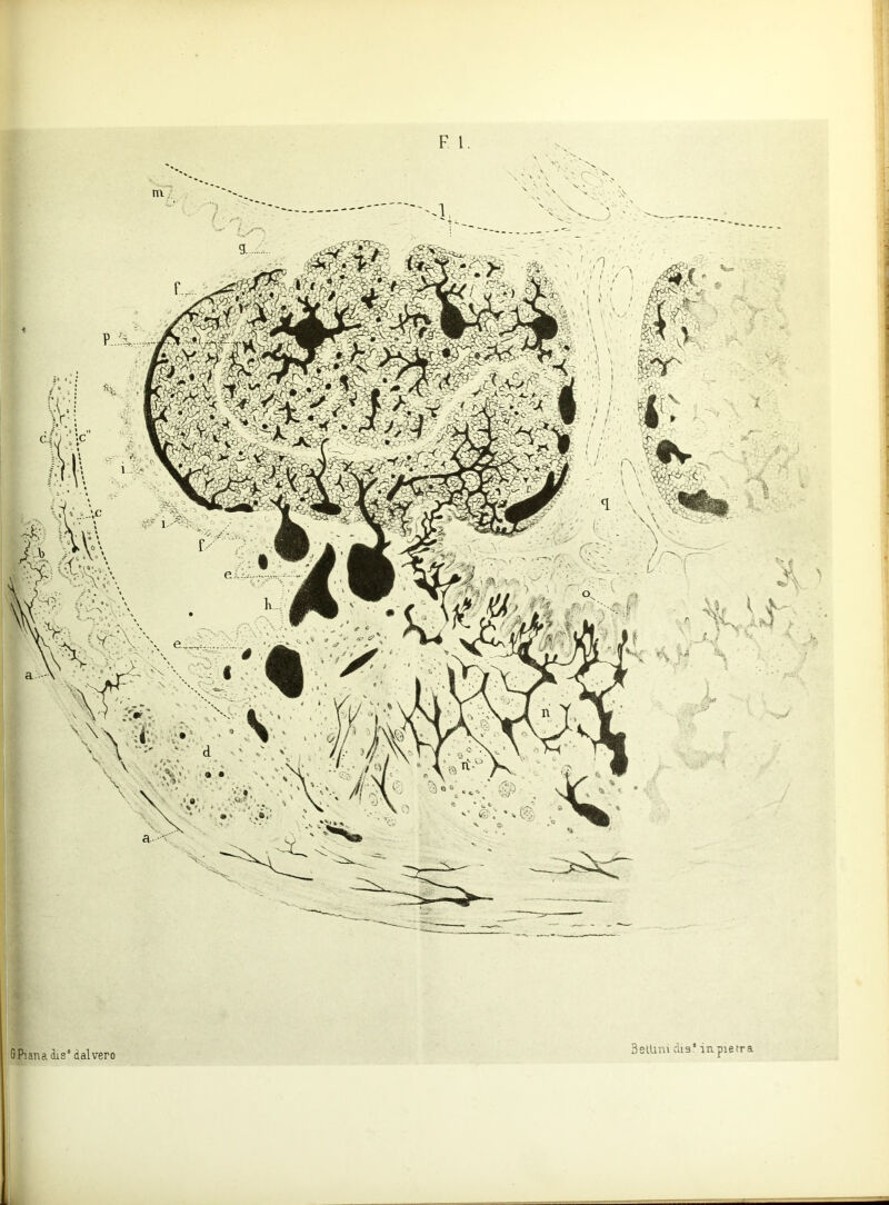 GPianadis'dalvero BelUm dis*-iupetra