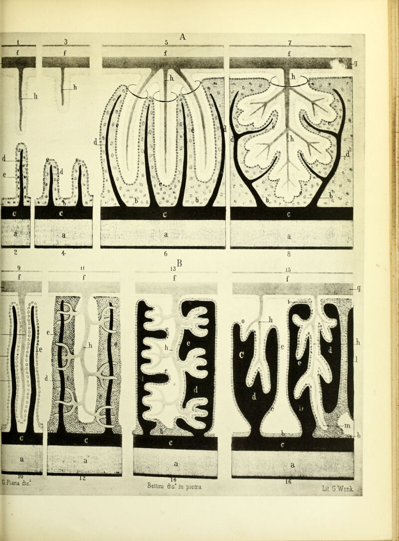 t 3 A W£»y G.Piana dis” Betliiu dis° m pieti'a. Lit. G.WenL