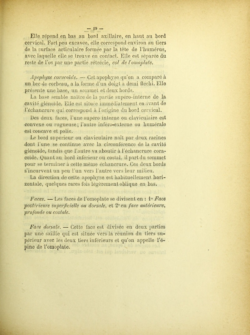 Elle répond en bas au bord axillaire, en haut au bord cervical. Fort peu excavée, elle correspond environ au tiers de la surface articulaire formée par la tête de l’humérus, avec laquelle elle se trouve en conlact. Elle est séparée du reste de l’os par une partie rétrécie, col de l'omoplate. Apophyse coracdide. — Cet apophyse qu’on, a comparé à un bec de corbeau, a la forme d'un doigt à demi fléchi. Elle présente une base, un sommet et deux bords. La base semble naître de la partie supéro-interne de la cavité glénoïde. Elle est située immédiatement en avant de l’échancrure qui correspond à l’origine du bord cervical. Des deux faces, l’une supéro interne ou claviculaire est convexe ou rugueuse; l’autre inféro-externe ou humérale est concave et polie. Le bord supérieur ou claviculaire naît par deux racines dont l'une se continue avec la circonférence de la cavité glénoïde, tandis que l’autre va aboutir à l’échancrure cora- coïde. Quant au bord inférieur ou costal, il part du sommet pour se terminer à cette même échancrure. Ces deux bords s’incurvent un peu l’un vers l'autre vers leur milieu. La direction de cette apophyse est habituellement hori- zontale, quelques rares fois légèrement oblique en bas. Faces. — Les faces de l’omoplate se divisent en : 1° Face postérieure superficielle ou dorsale, et 2° en face antérieure, profonde ou costale. Face dorsale. — Cette face est divisée en deux parties par une saillie qui est située vers la réunion du tiers su- périeur avec les deux tiers inférieurs et qu’on appelle l’é- pine de l’omoplate.