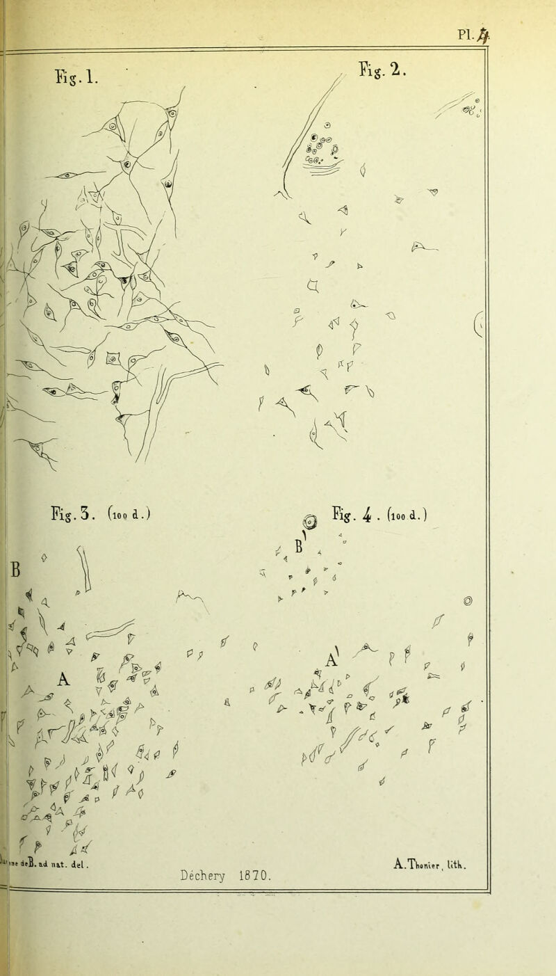 Fig. 5. (loo d.) Fig. ^ . floo d.) B \ A F A A (?7 /7 ^ P' V ^ ^ ^ -P />- -éi (y- ^ ^ j^ ■ J ^ ^  A ^ U Ù ^ A t dtB. ad nat. del. ff / A ^ Ai\ < «s A fk />(/V A ^ P . r éf • / Déchery 1870. A..Thompr, litk.
