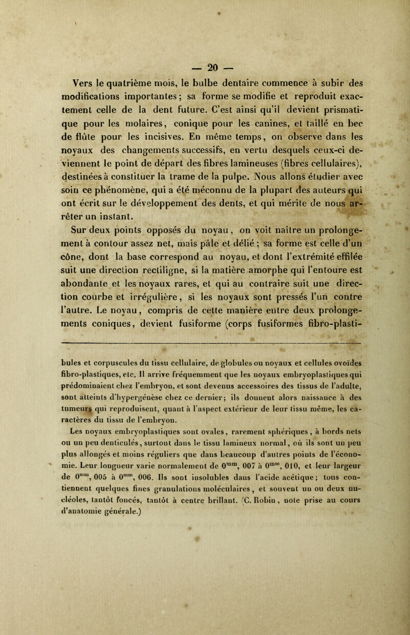 Vers le quatrième mois, le bulbe dentaire commence à subir des modifications importantes ; sa forme se modifie et reproduit exac- tement celle de la dent future. C’est ainsi qu’il devient prismati- que pour les molaires, conique pour les canines, et taillé en bec de flûte pour les incisives. En même temps, on observe dans les noyaux des changements successifs, en vertu desquels ceux-ci de- viennent le point de départ des fibres lamineuses (fibres cellulaires), destinées à constituer la trame de la pulpe. Nous allons étudier1 avec soin ce phénomène, qui a été méconnu de la plupart des auteurs qui ont écrit sur le développement des dents, et qui mérite de nous ar- rêter un instant. Sur deux points opposés du noyau, on voit naître un prolonge- ment à contour assez net, mais pâle et délié ; sa forme est celle d’un cône, dont la base correspond au noyau, et dont l’extrémité effilée suit une direction rectiligne, si la matière amorphe qui l’entoure est abondante et les noyaux rares, et qui au contraire suit une direc- tion courbe et irrégulière, si les noyaux sont pressés l’un contre l’autre. Le noyau, compris de cette manière entre deux prolonge- ments coniques, devient fusiforme (corps fusiformes fibro-plasti- bules et corpuscules du tissu cellulaire, de globules ou noyaux et cellules ovoïdes fibro-plastiques, etc. Il arrive fréquemment que les noyaux embryoplastiques qui prédominaient chez l’embryon, et sont devenus accessoires des tissus de l’adulte, sont atteints d’hypergénèse chez ce dernier; ils dounent alors naissance à des tumeurs qui reproduisent, quant à l’aspect extérieur de leur tissu même, les ca- ractères du tissu de l’embryon. Les noyaux embryoplastiques sont ovales, rarement sphériques, à bords nets ou un peu denticulés, surtout dans le tissu lamineux normal, où ils sont un peu plus allongés et moins réguliers que dans beaucoup d’autres points de l’écono- mie. Leur longueur varie normalement de O™115, 007 à 0uim, 010, et leur largeur de 0mni, 005 à 0mm, 006. Ils sont iusolubles daus l’acide acétique ; tous con- tiennent quelques fines granulations moléculaires , et souvent uu ou deux nu- cléoles, tantôt foncés, tantôt à centre brillant. 'C. Robiu , note prise au cours d’anatomie générale.)