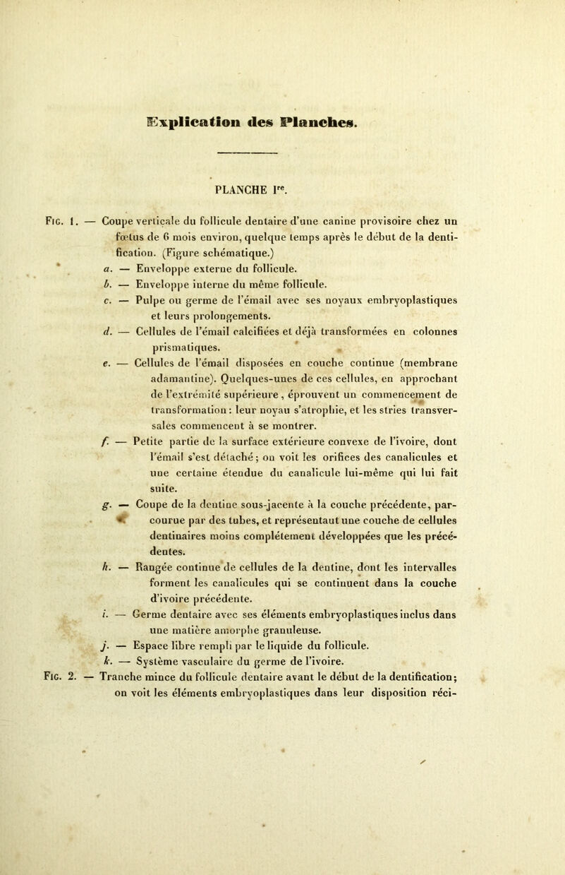 Explication «les Planches. PLANCHE Ire. Fig. 1. — Coupe verticale du follicule dentaire d’une canine provisoire chez un fœtus de 6 mois environ, quelque temps après le début de la denti- fication. (Figure schématique.) a. — Enveloppe externe du follicule. b. — Enveloppe iuterne du même follicule. c. — Pulpe ou germe de l’émail avec ses noyaux embryoplastiques et leurs prolongements. d. — Cellules de l’émail calcifiées et déjà transformées en colonnes prismatiques. e. — Cellules de l’émail disposées en couche continue (membrane adamantine). Quelques-unes de ces cellules, en approchant de l’extrémité supérieure, éprouvent un commencement de transformation: leur noyau s’atrophie, et les stries transver- sales commencent à se montrer. f. — Petite partie de la surface extérieure convexe de l’ivoire, dont l’émail s’est détaché; on voit les orifices des canalicules et uue certaine étendue du canalicule lui-même qui lui fait suite. g. — Coupe de la dentine sous-jacente à la couche précédente, par- * courue par des tubes, et représentaut une couche de cellules dentinaires moins complètement développées que les précé- dentes. h. — Rangée continue de cellules de la dentine, dont les intervalles forment les canalicules qui se continuent dans la couche d’ivoire précédente. /. — Germe dentaire avec ses éléments embryoplastiques inclus dans une matière amorphe granuleuse. j. — Espace libre rempli par le liquide du follicule. k. — Système vasculaire du germe de l’ivoire. Fig. 2. — Tranche mince du follicule dentaire avant le début de la dentification; on voit les éléments embryoplastiques dans leur disposition réci-