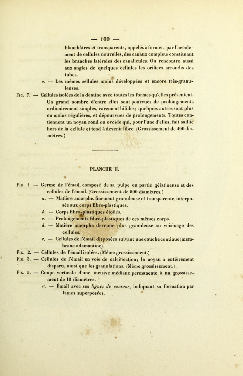 — 109 — blanchâtres et transparents, appelés à former, par l’accole- ment de cellules nouvelles, des canaux complets constituant les branches latérales des canalicules. On rencontre aussi aux angles de quelques cellules les orifices arrondis des tubes. c. — Les mêmes cellules moins développées et encore très-granu- leuses. Fig. 7. — Cellules isolées de la dentine avec toutes les formes qu’elles présentent. Un grand nombre d’entre elles sont pourvues de prolongements ordinairement simples, rarement bifides; quelques autres sont plus ou moins régulières, et dépourvues de prolongements. Toutes con- tiennent un noyau rond ou ovoïde qui, pour l’une d’elles, fait saillie hors de la cellule et tend à devenir libre. (Grossissement de 400 dia- mètres.) PLANCHE II. Fie. 1. Fig. 2. Fig. 3. Fig. 5. — Germe de l’émail, composé de sa pulpe ou partie gélatineuse et des cellules de l’émail. (Grossissement de 500 diamètres.) a. — Matière amorphe, finement granuleuse et transparente, interpo- sée aux corps fibro-plastiques. b. — Corps fibro-plastiques étoilés. c. — Prolongements fibro-plastiques de ces mêmes corps. d. — Matière amorphe devenue plus granuleuse au voisinage des cellules. e. — Cellules de l’émail disposées suivant uuecouchecontinue(mem- brane adamantine). — Cellules de l’émail isolées. (Même grossissement.) — Cellules de l’émail envoie de calcification; le noyau a entièrement disparu, ainsi que les granulations. (Même grossissement.) — Coupe verticale d’une incisive médiane permanente à un grossisse- ment de 10 diamètres. a. — Email avec ses lignes de contour, indiquant sa formation par lames superposées.