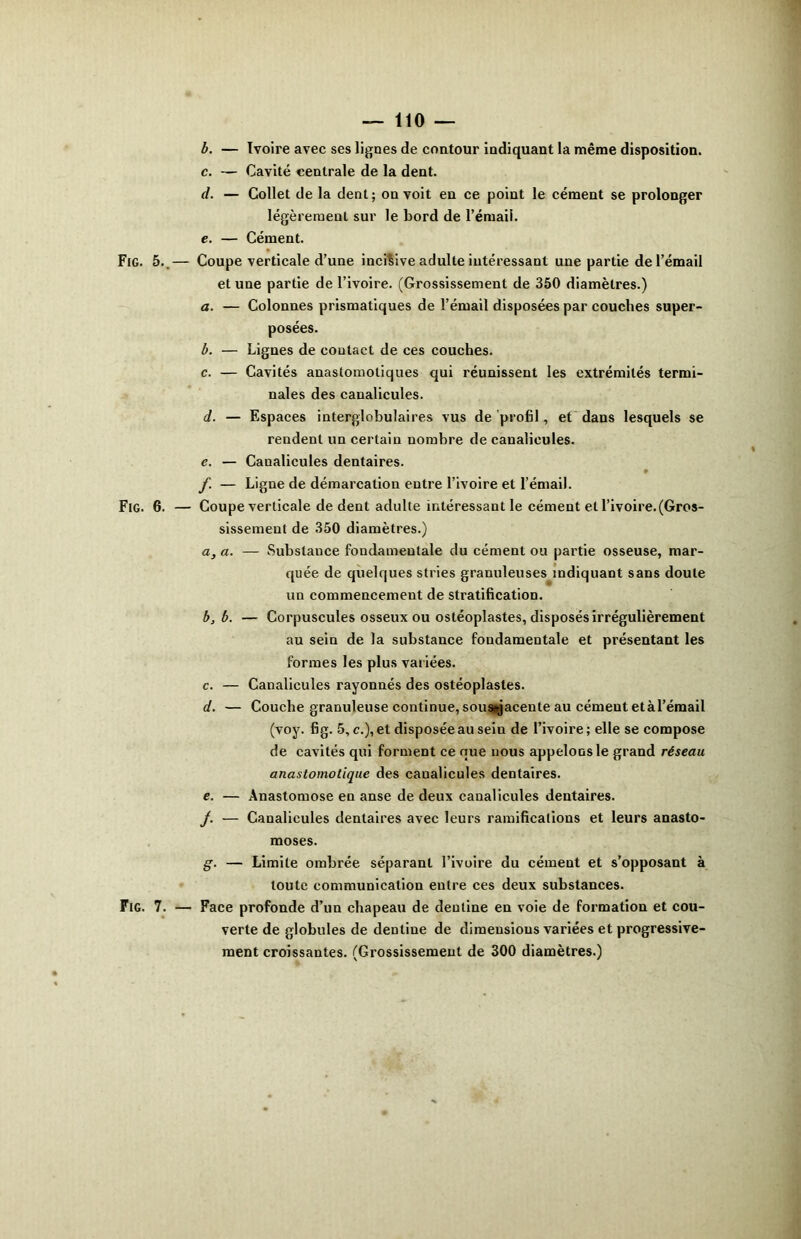 — 110 — b. — Ivoire avec ses lignes de contour indiquant la même disposition. c. — Cavité centrale de la dent. d. — Collet de la dent; on voit en ce point le cément se prolonger légèrement sur le bord de l’émaii. e. — Cément. Fig. 5..— Coupe verticale d’une incisive adulte intéressant une partie de l’émail et une partie de l’ivoire. (Grossissement de 350 diamètres.) a. — Colonnes prismatiques de l’émail disposées par couches super- posées. b. — Lignes de contact de ces couches. c. — Cavités anastomotiques qui réunissent les extrémités termi- nales des canalicules. d. — Espaces interglobulaires vus de profil, et dans lesquels se rendent un certain nombre de canalicules. c. — Canalicules dentaires. f — Ligne de démarcation entre l’ivoire et l’émail. Fig. 6. — Coupe verticale de dent adulte intéressant le cément et l’ivoire.(Gros- sissement de 350 diamètres.) a. a. — Substance fondamentale du cément ou partie osseuse, mar- quée de quelques stries granuleuses indiquant sans doute un commencement de stratification. b. b. — Corpuscules osseux ou ostéoplastes, disposés irrégulièrement au sein de la substance fondamentale et présentant les formes les plus variées. c. — Canalicules rayonnés des ostéoplastes. d. — Couche granuleuse continue, sousajacente au cément et àl’émail (voy. fig. 5, c.),et disposée au sein de l’ivoire; elle se compose de cavités qui forment ce nue nous appelons le grand réseau anastomotique des eaualicules dentaires. e. — Anastomose en anse de deux canalicules dentaires. /. — Canalicules dentaires avec leurs ramifications et leurs anasto- moses. g. — Limite ombrée séparant l’ivoire du cément et s’opposant à toute communication entre ces deux substances. Fig. 7. — Face profonde d’un chapeau de dentine en voie de formation et cou- verte de globules de dentine de dimensions variées et progressive- ment croissantes. (Grossissement de 300 diamètres.)