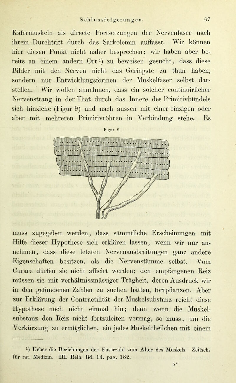 Käfermuskeln als directe Fortsetzungen der Nervenfaser nach ihrem Durchtritt durch das Sarkolemm auffasst. Wir können hier diesen Punkt nicht näher besprechen; wir haben aber be- reits an einem andern Ort1) zu beweisen gesucht, dass diese Bilder mit den Nerven nicht das Geringste zu thun haben, sondern nur Entwicklungsformen der Muskelfaser selbst dar- stellen. Wir wollen annehmen, dass ein solcher continuirlicher Nervenstrang in der That durch das Innere des Primitivbündels sich hinziehe (Figur 9) und nach aussen mit einer einzigen oder aber mit mehreren Primitivröhren in Verbindung stehe. Es Figur 9. muss zugegeben werden, dass sämmtliche Erscheinungen mit Hilfe dieser Hypothese sich erklären lassen, wenn wir nur an- nehmeü, dass diese letzten Nervenausbreitungen ganz andere Eigenschaften besitzen, als die Nervenstämme selbst. Vom Curare dürfen sie nicht afficirt werden; den empfangenen Reiz müssen sie mit verhältnissmässiger Trägheit, deren Ausdruck wir in den gefundenen Zahlen zu suchen hätten, fortpfianzen. Aber zur Erklärung der Contractilität der Muskelsubstanz reicht diese Hypothese noch nicht einmal hin; denn wenn die Muskel- substanz den Reiz nicht fortzuleiten vermag, so muss, um die Verkürzung zu ermöglichen, ein jedes Muskeltheilchen mit einem 1) Ueber die Beziehungen der Faserzahl zum Alter des Muskels. Zeitsch. für rat. Medizin. UI. Reih. Bd. 14. pag. 182. 5*