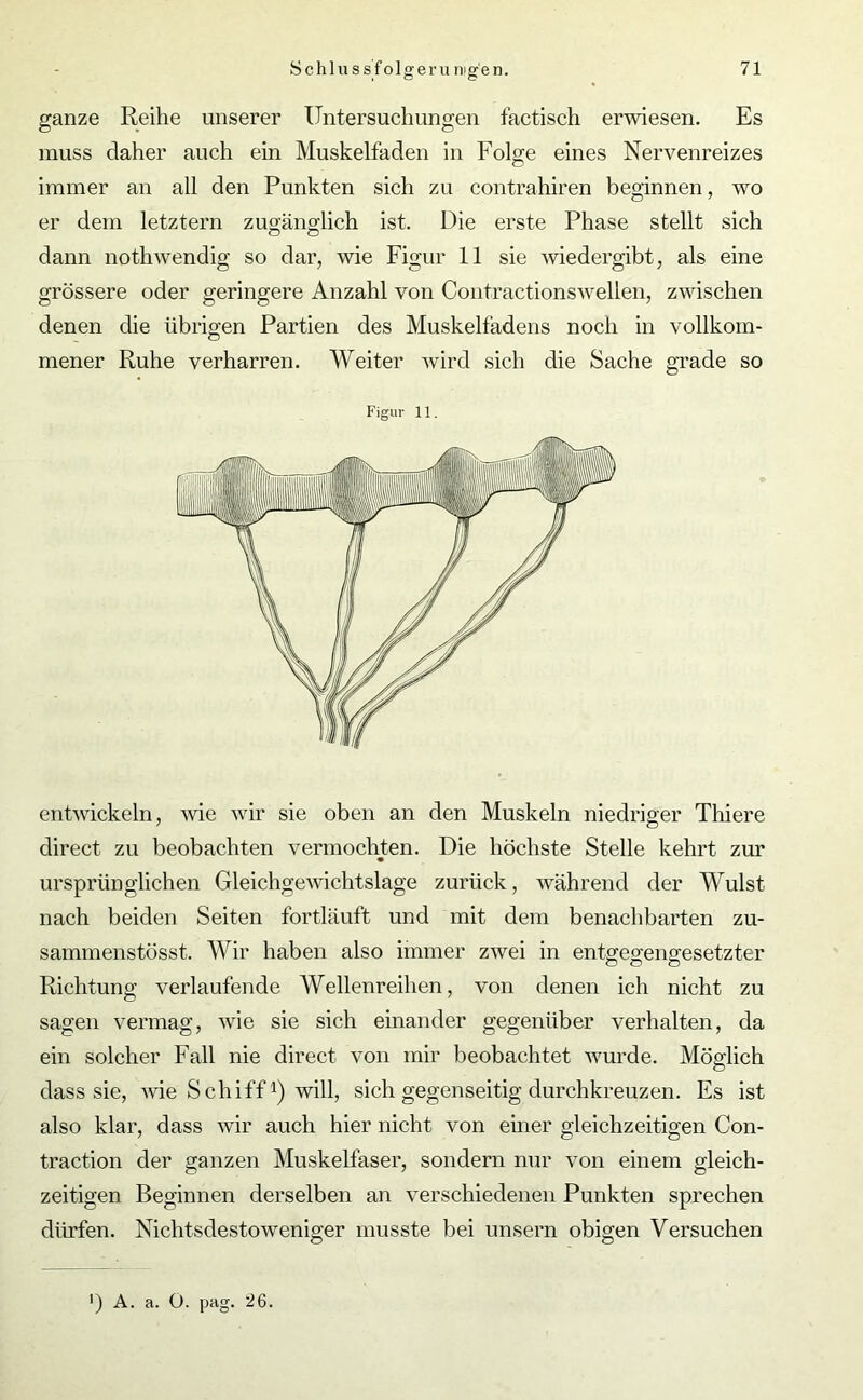 ganze Reihe unserer Untersuchungen factisch erwiesen. Es muss daher auch ein Muskelfaden in Folge eines Nervenreizes immer an all den Punkten sich zu contrahiren beginnen, wo er dem letztem zugänglich ist. Die erste Phase stellt sich dann nothwendig so dar, wie Figur 11 sie wiedergibt, als eine grössere oder geringere Anzahl von Contractionswellen, zwischen denen die übrigen Partien des Muskelfadens noch in vollkom- mener Ruhe verharren. Weiter wird sich die Sache grade so entwickeln, wie wir sie oben an den Muskeln niedriger Thiere direct zu beobachten vermochten. Die höchste Stelle kehrt zur ursprünglichen Gleichgewichtslage zurück, während der Wulst nach beiden Seiten fortläuft und mit dem benachbarten zu- sammenstösst. Wir haben also immer zwei in entgegengesetzter Richtung verlaufende Wellenreihen, von denen ich nicht zu sagen vermag, wie sie sich einander gegenüber verhalten, da ein solcher Fall nie direct von mir beobachtet wurde. Möglich dass sie, wie Schiff1) will, sich gegenseitig durchkreuzen. Es ist also klar, dass wir auch hier nicht von einer gleichzeitigen Con- traction der ganzen Muskelfaser, sondern nur von einem gleich- zeitigen Beginnen derselben an verschiedenen Punkten sprechen dürfen. Nichtsdestoweniger musste bei unsern obigen Versuchen Figur 11.