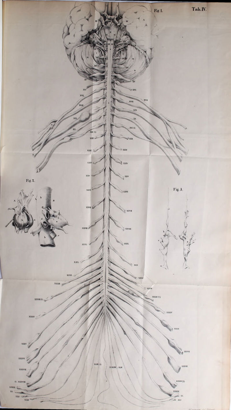 i XXVII XXVIII XXVIII xxxn , . TBU1 xxxrafi) WAV k. nvvi S3SXVI 'uxun ua