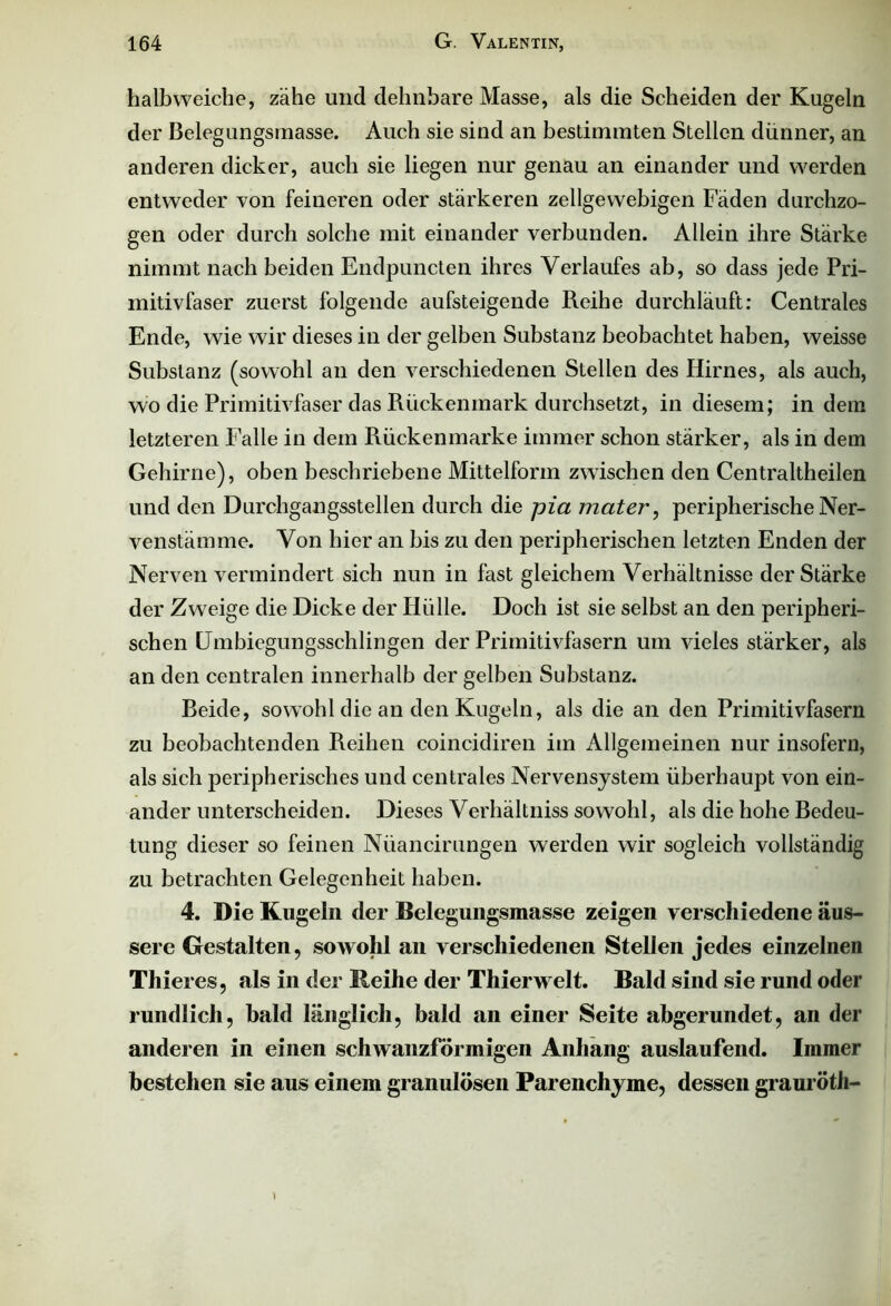 halb weiche, zähe und dehnbare Masse, als die Scheiden der Kugeln der Belegungsmasse. Auch sie sind an bestimmten Stellen dünner, an anderen dicker, auch sie liegen nur genau an einander und werden entweder von feineren oder stärkeren zellgewebigen Fäden durchzo- gen oder durch solche mit einander verbunden. Allein ihre Stärke nimmt nach beiden Endpuncten ihres Verlaufes ab, so dass jede Pri- mitivfaser zuerst folgende aufsteigende Reihe durchläuft: Centrales Ende, wie wir dieses in der gelben Substanz beobachtet haben, weisse Substanz (sowohl an den verschiedenen Stellen des Hirnes, als auch, wo die Primitivfaser das Rückenmark durchsetzt, in diesem; in dem letzteren Falle in dem Rückenmarke immer schon stärker, als in dem Gehirne), oben beschriebene Mittelform zwischen den Centraltheilen und den Durchgangsstellen durch die pia mater, peripherische Ner- venstämme. Von hier an bis zu den peripherischen letzten Enden der Nerven vermindert sich nun in fast gleichem Verhältnisse der Stärke der Zweige die Dicke der Hülle. Doch ist sie selbst an den peripheri- schen Umbiegungsschlingen der Primitivfasern um vieles stärker, als an den centralen innerhalb der gelben Substanz. Beide, sowohl die an den Kugeln, als die an den Primitivfasern zu beobachtenden Reihen coincidiren im Allgemeinen nur insofern, als sich peripherisches und centrales Nervensystem überhaupt von ein- ander unterscheiden. Dieses Verhältnis sowohl, als die hohe Bedeu- tung dieser so feinen Nüancirungen werden wir sogleich vollständig zu betrachten Gelegenheit haben. 4. Die Kugeln der Belegungsmasse zeigen verschiedene äus- sere Gestalten, sowohl an verschiedenen Stellen jedes einzelnen Thieres, als in der Keihe der Thierwelt. Bald sind sie rund oder rundlich, bald länglich, bald an einer Seite abgerundet, an der anderen in einen schwanzförmigen Anhang auslaufend. Immer bestehen sie aus einem granulösen Parenchyme, dessen gra uröth-