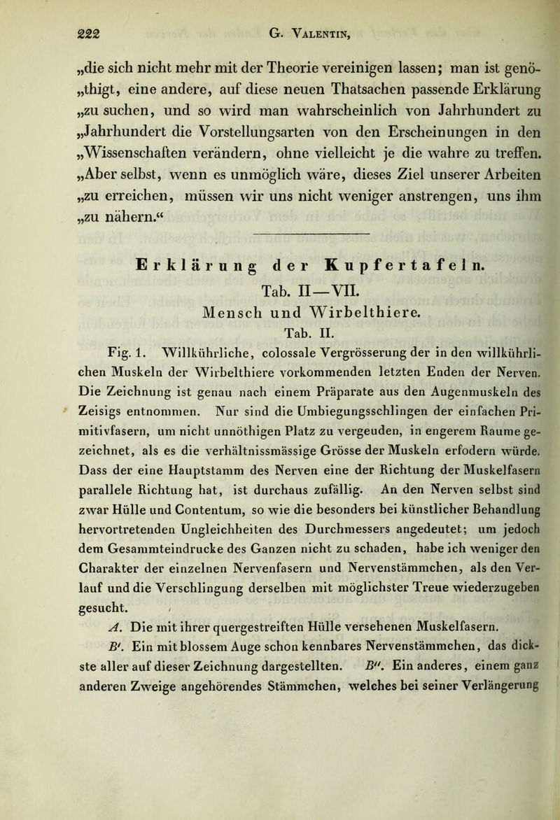 „die sich nicht mehr mit der Theorie vereinigen lassen; man ist geno- „thigt, eine andere, auf diese neuen Thatsachen passende Erklärung „zu suchen, und so wird man wahrscheinlich von Jahrhundert zu „Jahrhundert die Vorstellungsarten von den Erscheinungen in den „Wissenschaften verändern, ohne vielleicht je die wahre zu treffen. „Aber selbst, wenn es unmöglich wäre, dieses Ziel unserer Arbeiten „zu erreichen, müssen wir uns nicht weniger anstrengen, uns ihm „zu nähern.“ Erklärung der Kupfer tafeln. Tab. II—VII. Mensch und Wirbelthiere. Tab. II. Fig. 1. Willkührliche, colossale Vergrösserung der in den willkührli- chen Muskeln der Wirbelthiere vorkommenden letzten Enden der Nerven. Die Zeichnung ist genau nach einem Präparate aus den Augenmuskeln des Zeisigs entnommen. Nur sind die Umbiegungsschlingen der einfachen Pri- mitivfasern, um nicht unnöthigen Platz zu vergeuden, in engerem Raume ge- zeichnet, als es die verhältnissmässige Grösse der Muskeln erfodern würde. Dass der eine Hauptstamm des Nerven eine der Richtung der Muskelfasern parallele Richtung hat, ist durchaus zufällig. An den Nerven selbst sind zwar Hülle und Contentum, so wie die besonders bei künstlicher Behandlung hervortretenden Ungleichheiten des Durchmessers angedeutet; um jedoch dem Gesammteindrucke des Ganzen nicht zu schaden, habe ich weniger den Charakter der einzelnen Nervenfasern und Nervenstämmchen, als den Ver- lauf und die Verschlingung derselben mit möglichster Treue wiederzugeben gesucht. / A. Die mit ihrer quergestreiften Hülle versehenen Muskelfasern. B‘. Ein mit blossem Auge schon kennbares Nervenstämmchen, das dick- ste aller auf dieser Zeichnung dargestellten. BEin anderes, einem ganz anderen Zweige angehörendes Stämmchen, welches bei seiner Verlängerung