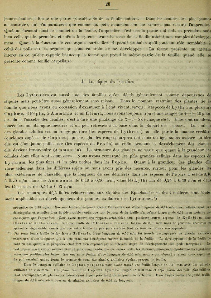 jeunes feuilles il forme une partie considérable de la feuille entière. Dans les feuilles les plus jeunes au contraire, qui n'apparaissent que comme un petit mamelon, on ne trouve pas encore l’appendice. Quoique formant ainsi le sommet de la feuille, l'appendice n’est pas la partie qui naît la première mais bien celle qui la première et même long-tems avant le reste de la feuille atteint son complet développe- ment. Quan à la fonction de cet organe particulier, il paraît probable qu’il joue un rôle semblable à celui des poils sur les organes qui sont en train de se développer. La forme présente un certain intérêt en ce qu’elle rappelé beaucoup la forme que prend la même partie de la feuille quand elle se présente comme feuille carpellaire. 4. Les stipules des Lythrariées. Les Lythrariées est aussi une des familles qu’on décrit généralement comme dépourvues de stipules mais peut-être aussi généralement sans raison. Dans le nombre restreint des plantes de la famille que nous avons eu occassion d’examiner à l’état vivant, savoir : 2 espèces de Ly thrum, plusieurs Cuphæa, 3Peplis, 2Ammania et un Heimia, nous avons toujours trouvé une rangée de 4—6—10 glan- des dans l’aisselle des feuilles, c’est-à-dire une phalange de 2—3—5 de chaque côté. Elles sont subulées, lancéolées ou oblongue-linéaires et un peu rétrécies à la base dans la plupart des espèces. La couleur des glandes adultes est ou rouge-pourpre (les espèces de L y thrum) ou elle garde la nuance verdâtre (quelques espèces de Cuphæa) que les glandes rouge-pourpres ont dans un âge moins avancé, ou bien elle est d’un jaune paille sale (les espèces de Peplis) ou enfin pendant le dessèchement des glandes elle devient brune-noire (Ammannia). La structure des glandes ne varie que quant à la grandeur des cellules dont elles sont composées. Nous avons remarqué les plus grandes cellules dans les espèces de L y thrum, les plus fines et les plus petites dans les Peplis. Quant à la grandeur des glandes elle varie tellement dans les différens sujets où nous avons pris des mesures, surtout pour les glandes les plus extérieures de l’aisselle, que la longueur de ces dernières dans les espèces de Peplis a été de 0,10 à 0,20 m/m, dans les Ammannia de 0,19 à 0,30 m/m, dans les L y thrum de 0,25 à 0,46 m/m et dans les Cuphæa de 0,56 à 0,72 m/m. Les remarques déjà faites relativement aux stipules des Epilobiacées et des Crucifères sont égale- ment applicables au développement des glandes axillaires des Lythrariées. *) appendice de 0,38 m/m. Sur une feuille plus jeune encore l’appendice est d’une longueur de 0,14 m'm, les cellules sont peu développées et remplies d’un liquide trouble tandis que tout le reste de la feuille n’a qu’une longueur de 0,12 m m moindre par conséquent que l’appendice. Nous avons trouvé des rapports semblables dans plusieurs autres espèces de Epilobium. dans Clarkia et Encharidium. Sur une feuille de l’Onothera viminea longue de 0,19 m/m nous ne pouvions découvrir un appendice stigmatoïde, tandis que une autre feuille un peu plus avancée était en train de former son appendice. *) Une toute jeune feuille de Lythrum Sali caria, d’une longueur de 0,50 m/m fut trouvée accompagnée de glandes axillaires extérieures d’une longueur 0,15 à 0,25 m/m, par conséquent environ la moitié de la feuille. Le développement de la feuille de haut en bas quant a la périphérie était fort bien exprimé par le différent dégré de développement des poils marginaux. Le poil impair placé sur le sommet était le plus long, tandis que les autres poils, les latéraux, diminuaient régulièrement en grandeur selon leur position plus basse. Sur une autre feuille, d’une longueur de 0,20 m/m nous avons observé et avant toute apparition du poil terminal qui se forme le premier de tous, des glandes axillaires égalant presque la feuille. Dans le bourgeon axillaire de Cuphæa purpurea nous avons trouvé une feuille longue de 0,31 m/m avec des glandes axillaires de 0,25 m'm. Une jeune feuille de Cuphæa hybrida longue de 0,50 m/m et déjà garnie des poils glanduliferes était accompagnée de glandes axillaires ayant à peu près les | de longueur de la feuille. Dans Peplis erecta une jeune feuille longue de 0,12 m/m était pourvue de glandes axillaires de 0,05 de longueur.