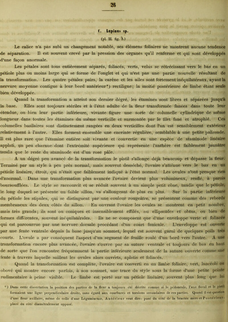 Ç. Lnpinus sp. (Pi. il fig. à.) Le calice n’a pas subi un changement notable, ses élémens foliaires ne montrent aucune tendence de séparation. Il est souvent crevé par la pression des organes qu’il renferme et qui sont développés d’une façon anormale. Les pétales sont tous entièrement séparés, foliacés, verts, velus se rétrécissant vers le bas en un pétiole plus ou moins large qui se forme de l’onglet et qui n’est pas une partie nouvelle résultant de la transformation. Les quatre pétales pairs, la carène et les ailes sont fortement inéquilatéraux, ayant la nervure moyenne contiguë à leur bord antérieur*) rectiligne; la moitié postérieure de limbe étant seule bien développée. Quand la transformation a atteint son dernier dégré, les étamines sont libres et séparées jusqu’à la base. Elles sont toujours stériles et à l’état adulte de la fleur transformée fanées dans toute leur étendue, ou bien leur partie inférieure, vivante figure une sorte de columelle cylindrique de même longueur dans toutes les étamines du même verticille et surmontée par le filet, fané et atrophié. Ces columelles basilaires sont distinctement rangées en deux verticilles dont l’un est sensiblement extérieur relativement à l’autre. Elles forment ensemble une enceinte régulière, semblable à une petite palissade. 11 est plus rare que l’étamine entière soit vivante et convertie en une espèce de staminode linéaire applati, \ui peu charnue dont l’extrémité supérieure qui représente l’anthère est faiblement jaunâtre tandis que le reste du staminode est d’un rose pâle. A un dégré peu avancé de la transformation le pistil s’allonge déjà beaucoup et dépasse la fleur. Terminé par un style à peu près normal, mais souvent desséché, l’ovaire s’atténue vers le bas en un pétiole linéaire, étroit, qui n’était que faiblement indiqué à l’état normal. Les ovules n’ont presque rien d’anormal. Dans une transformation plus avancée l’ovaire devient plus volumineux, renflé, à parois boursoufï'lées. Le style se raccourcit et se réduit souvent à un simple petit cône, tandis que le pétiole, le long duquel se présente un faible sillon, va s’allongeant de plus en plus. Sur la partie inférieure du pétiole les stipules, qui se distinguent par une couleur rougeâtre, se présentent comme des rebords membraneux des deux côtés du sillon. En ouvrant l’ovâire les ovules se montrent en petit nombre, mais très grands; ils sont ou coniques et insensiblement effilés, ou ellipsoïdes et obtus, ou bien de formes différentes, souvent inéquilatérales. Ils ne se composent, que d’une enveloppe verte et foliacée qui est parcourrue par une nervure dorsale procédant d’un court funicule. L’enveloppe est ouverte par une fente ventrale depuis la base jusqu’au sommet, lequel est souvent garni de quelques poils très courts. L’ovule a par conséquent l’aspect cl’un segment de feuille roulé d’un bord vers l’autre. A une transformation encore plus avancée, l’ovaire s’ouvre par sa suture ventrale et toujours de bas en haut de sorte que l’on rencontre fréquemment, la partie inférieure seulement de la suture ouverte comme une fente à travers laquelle saillent les ovules alors ouverts, aplatis et foliacés. Quand la transformation est complète, l’ovaire est converti en un limbe foliaire, vert, lancéolé on obové qui montre encore parfois, à son sommet, une trace du style sous la forme d’une petite pointe rudimentaire à peine visible. Le limbe est porté sur un pétiole linéaire, souvent plus long que lui *) Dans ccttc dissertation la position des parties de la fleur a toujours été décrite comme si le pédoncule, l'axe floral et le pistil formaient une ligne perpendiculaire droite, sans égard aux courbures et torsions secondaires de ces parties. Quand il est question d’une fleur axillaire, même de celle d’une Légumineuse, Antérieur veut dire: posé du côté de la bractée mère et Postérieur: placé du côté diamétralement opposé.