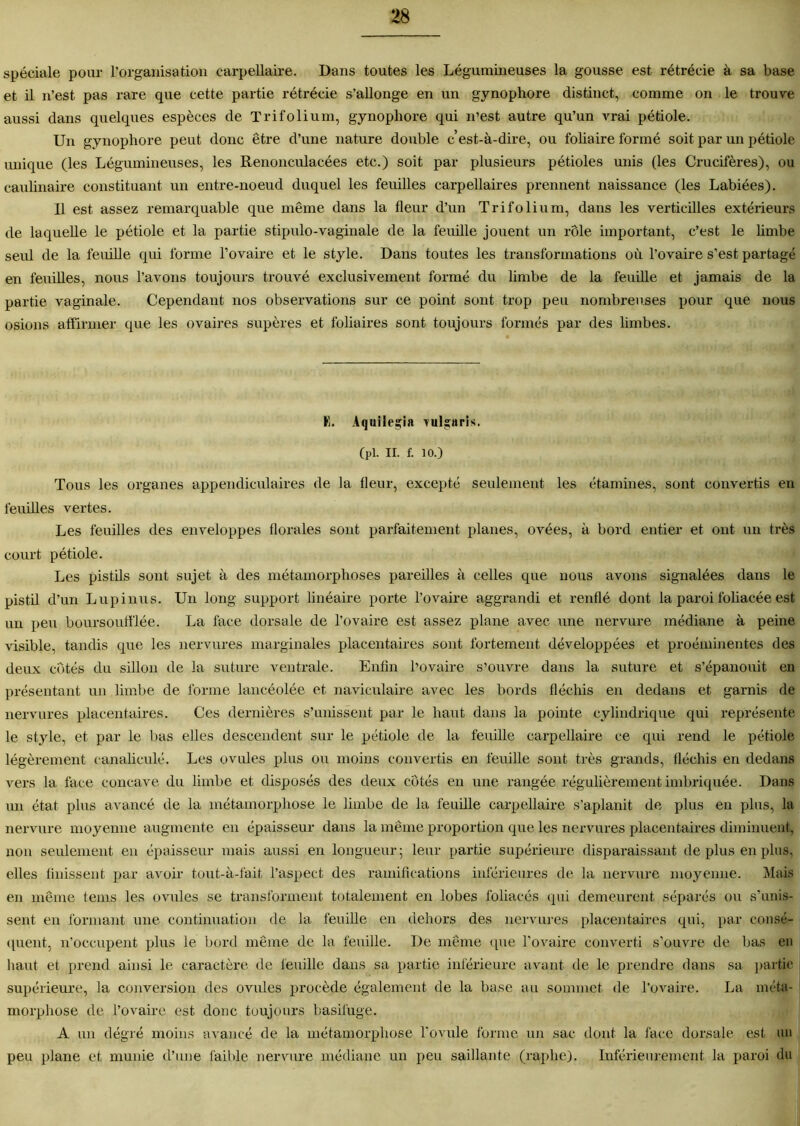 spéciale pour l’organisation carpellaire. Dans toutes les Légumineuses la gousse est rétrécie à sa base et il n’est pas rare que cette partie rétrécie s’allonge en un gynophore distinct, comme on le trouve aussi dans quelques espèces de Trifolium, gynophore qui n’est autre qu’un vrai pétiole. Un gynophore peut donc être d’une nature double c’est-à-dire, ou foliaire formé soit par un pétiole unique (les Légumineuses, les Renonculacées etc.) soit par plusieurs pétioles unis (les Crucifères), ou caulinaire constituant un entre-noeud duquel les feuilles carpellaires prennent naissance (les Labiées). Il est assez remarquable que même dans la fleur d’un Trifolium, dans les verticilles extérieurs de laquelle le pétiole et la partie stipulo-vaginale de la feuille jouent un rôle important, c’est le limbe seul de la feuille qui forme l’ovaire et le style. Dans toutes les transformations où l’ovaire s’est partagé en feuilles, nous l’avons toujours trouvé exclusivement formé du limbe de la feuille et jamais de la partie vaginale. Cependant nos observations sur ce point sont trop peu nombreuses pour que nous osions affirmer que les ovaires supères et foliaires sont toujours formés par des limbes. E. Aquilegia Tulgaris. (pl. il. f. 10.) Tous les organes appendiculaires de la fleur, excepté seulement les étamines, sont convertis en feuilles vertes. Les feuilles des enveloppes florales sont parfaitement planes, ovées, à bord entier et ont un très court pétiole. Les pistils sont sujet à des métamorphoses pareilles à celles que nous avons signalées dans le pistil d’un Lupinus. Un long support linéaire porte l’ovaire aggrandi et renflé dont la paroi foliacée est un peu boursouffiée. La face dorsale de l’ovaire est assez plane avec une nervure médiane à peine visible, tandis que les nervures marginales placentaires sont fortement développées et proéminentes des deux côtés du sillon de la suture ventrale. Enfin l’ovaire s’ouvre dans la suture et s’épanouit en présentant un limbe de forme lancéolée et naviculaire avec les bords fléchis en dedans et garnis de nervures placentaires. Ces dernières s’unissent par le haut dans la pointe cylindrique qui représente le style, et par le bas elles descendent sur le pétiole de la feuille carpellaire ce qui rend le pétiole légèrement canaliculé. Les ovules plus ou moins convertis en feuille sont très grands, fléchis en dedans vers la face concave du limbe et disposés des deux côtés en une rangée régulièrement imbriquée. Dans un état plus avancé de la métamorphose le limbe de la feuille carpellaire s’aplanit de plus en plus, la nervure moyenne augmente en épaisseur dans la même proportion que les nervures placentaires diminuent, non seulement en épaisseur mais aussi en longueur; leur partie supérieure disparaissant de plus en plus, elles finissent par avoir tout-à-fait l’aspect des ramifications inférieures de la nervure moyenne. Mais en même teins les ovules se transforment totalement en lobes foliacés qui demeurent séparés ou s’unis- sent en formant une continuation de la feuille en dehors des nervures placentaires qui, par consé- quent, n’occupent plus le bord même de la feuille. De même que l'ovaire converti s’ouvre de bas en haut et prend ainsi le caractère de feuille dans sa partie inférieure avant de le prendre dans sa partie supérieure, la conversion des ovules procède également de la base au sommet de l’ovaire. La méta- morphose de l’ovaire est donc toujours basifuge. A un dégré moins avancé de la métamorphose l'ovule forme un sac dont la face dorsale est un peu plane et munie d’une faible nervure médiane un peu saillante (raphe). Inférieurement la paroi du