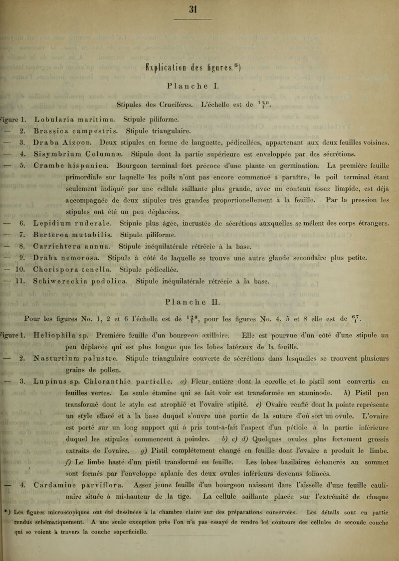 figure 1. - 2. j — 3. — 4. — 5. — 6. — 7. — 8. — 9. - 10. — IL Explication des ligures.*} Planche I. Stipules des Crucifères. L’échelle est de 'f0. Lobularia maritima. Stipule piliforme. Brassica camp est ris. Stipule triangulaire. Draba Aizoon. Deux stipules en forme de languette, pcdicellées, appartenant aux deux feuilles voisines. Sisymbrium Columnæ. Stipule dont la partie supérieure est enveloppée par des sécrétions. Crambe hispanica. Bourgeon terminal fort précoce d’une plante en germination. La première feuille primordiale sur laquelle les poils n’ont pas encore commencé à paraître, le poil terminal étant seulement indiqué par une cellule saillante plus grande, avec un contenu assez limpide, est déjà accompagnée de deux stipules très grandes proportionellement à la feuille. Par la pression les stipules ont été un peu déplacées. Lepidium rude raie. Stipule plus âgée, incrustée de sécrétions auxquelles se mêlent des corps étrangers. Berteroa mutabilis. Stipule piliforme. Carrichtera annua. Stipule inéquilatérale rétrécie à la base. Draba nemorosa. Stipule à côté de laquelle se trouve une autre glande secondaire plus petite. Chorispora tenella. Stipule pédicellée. Schiwereckia podolica. Stipule inéquilatérale rétrécie à la base. Planche II. Pour les figures No. 1, 2 et 6 l'échelle est de 1j°, pour les figures No. 4, 5 et 8 elle est de 6T7. ■'igure 1. Iîeliophila sp. Première feuille d’un bourgeon nxilPîro. Elle est pourvue d’un côté d’une stipule un peu déplacée qui est plus longue que les lobes latéraux de la feuille. — 2. Nasturtium palustre. Stipule triangulaire couverte de sécrétions dans lesquelles se trouvent plusieurs grains de pollen. — 3. Lupinus sp. Chloranthie partielle, a) Fleur, entière dont la corolle et le pistil sont convertis en feuilles vertes. La seule étamine qui se fait voir est transformée en staminode. h) Pistil peu transformé dont le style est atrophié et l’ovaire stipité. e) Ovaire renflé dont la pointe représente un style effacé et à la base duquel s'ouvre une partie de la suture d’où sort un ovule. L’ovaire est porté sur un long support qui à pris tout-à-fait l’aspect d’un pétiole à la partie inférieure duquel les stipules commencent à poindre. b) c) cl) Quelques ovules plus fortement grossis extraits de l’ovaire. <j) Pistil complètement changé en feuille dont l’ovaire a produit le limbe. f) Le limbe hasté d’un pistil transformé en feuille. Les lobes basilaires échancrés au sommet sont formés par l’enveloppe aplanie des deux ovules inférieurs devenus foliacés. — 4. Cardamine parviflora. Assez jeune feuille d’un bourgeon naissant dans l'aisselle d’une feuille cauli- naire située à mi-hauteur de la tige. La cellule saillante placée sur l’extrémité de chaque *) Les figures microscopiques ont été dessinées à la chambre claire sur des préparations conservées. Les détails sont en partie rendus schématiquement. A une seule exception près l’on n’a pas essayé de rendre lcâ contours des cellules de seconde couche qui se voient h travers la couche superficielle.