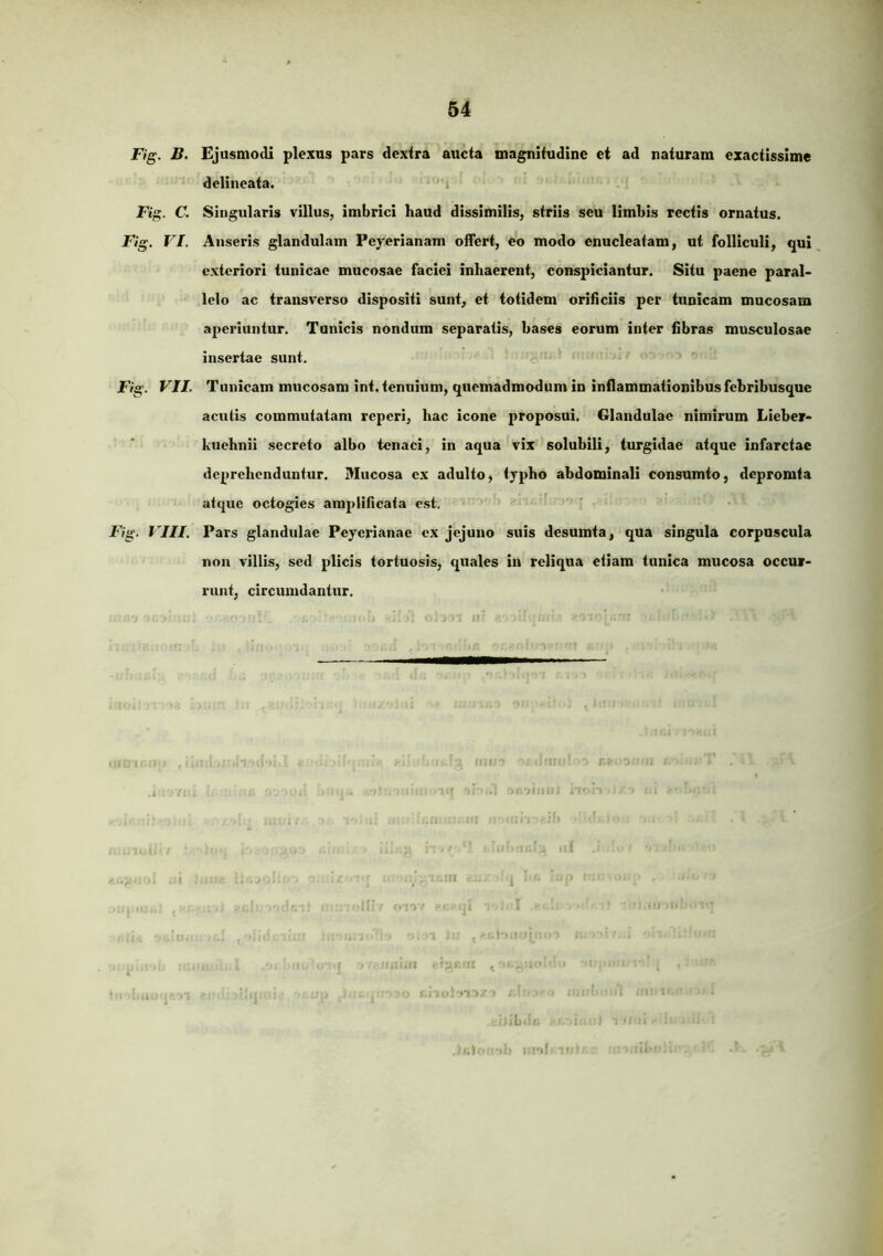 Fig. B. Ejusmodi plexus pars dextra aucta magnitudine et ad naturam exactissime delineata. Fig. C. Singularis villus, imbrici haud dissimilis, striis seu limbis rectis ornatus. Fig. VI. Anseris glandulam Peyerianam offert, eo modo enucleatam, ut folliculi, qui exteriori tunicae mucosae faciei inhaerent, conspiciantur. Situ paene paral- lelo ac transverso dispositi sunt, et totidem orificiis per tunicam mucosam aperiuntur. Tunicis nondum separatis, bases eorum inter fibras musculosae insertae sunt. Fig. VIJ. Tunicam mucosam int. tenuium, quemadmodum in inflammationibus fchribusque acutis commutatam rcperi, hac icone proposui. Glandulae nimirum Lieber- kuehnii secreto albo tenaci, in aqua vix solubili, turgidae atque infarctae deprehenduntur. Mucosa ex adulto, typho abdominali consumto, dcpromta atque octogies amplificata est. Fig. VIII. Pars glandulae Peycrianae ex jejuno suis desumta, qua singula corpuscula non villis, sed plicis tortuosis, quales in reliqua etiam tunica mucosa occur- runt, circumdantur. i. i - ‘ n / - ’ ■ ;b
