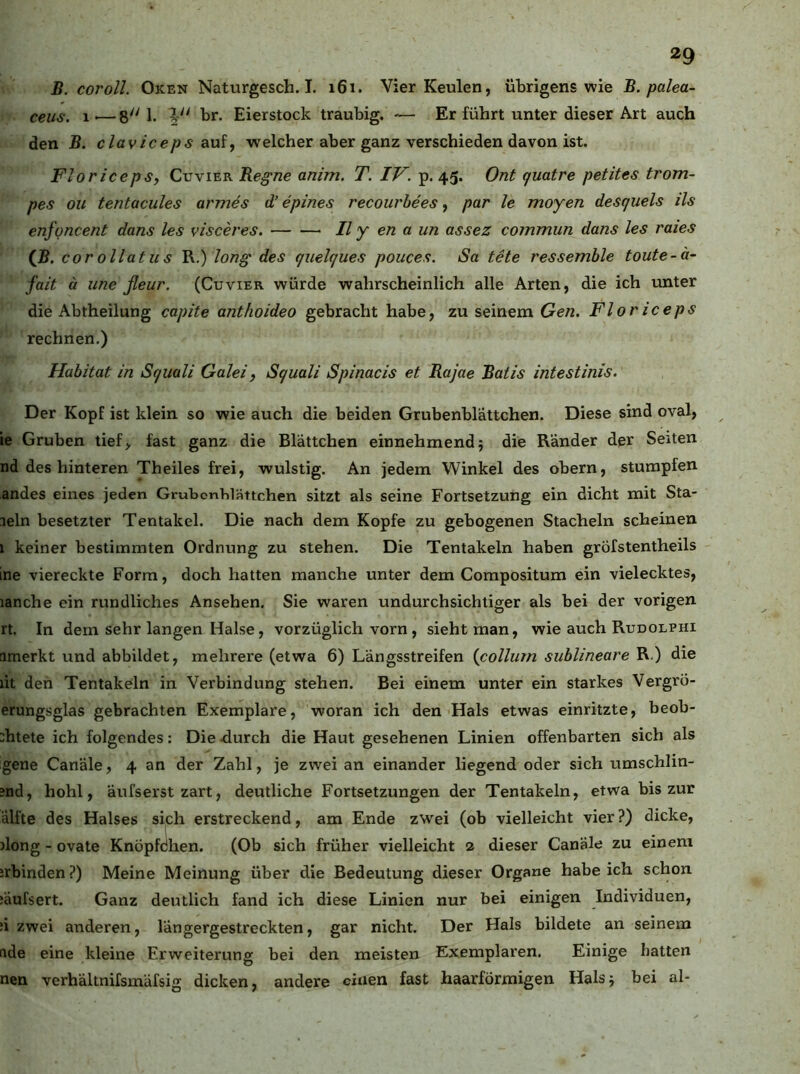 B. cor oll. Oken Naturgesch. I. 161. Vier Keulen, übrigens wie B. palea- ceus. 1 —8 1. i br. Eierstock traubig. — Er führt unter dieser Art auch den B. claviceps auif welcher aber ganz verschieden davon ist. FloricepSy Cuvier Regne anim. T. IV. p. 45. Ont quatre petites trom- pes Oll tentacules armes d’ epines recourhees, par le moyen desquels Hs enfoncent dans les visceres. II y en a un assez commun dans les raies iB. cor ollatu s R.) long des quelques pouces. Sa tete ressemble toute-a- fait ä une ßeur. (Cuvier würde wahrscheinlich alle Arten, die ich unter die Abtheilung capite anthoideo gebracht habe, zu seinem Gen. Floriceps rechnen.) Habitat in Squali Galeiy Squali Spinacis et Rajae Batis intestinis. Der Kopf ist klein so wie auch die beiden Grubenblättchen. Diese sind oval, ie Gruben tiefy fast ganz die Blättchen einnehmend; die Ränder der Seiten nd des hinteren Theiles frei, wulstig. An jedem Winkel des obern, stumpfen andes eines jeden Grubonhlättchen sitzt als seine Fortsetzung ein dicht mit Sta- peln besetzter Tentakel. Die nach dem Kopfe zu gebogenen Stacheln scheinen i keiner bestimmten Ordnung zu stehen. Die Tentakeln haben gröfstentheils ine viereckte Form, doch hatten manche unter dem Compositum ein vielecktes, lanche ein rundliches Ansehen. Sie waren undurchsichtiger als bei der vorigen rt. In dem sehr langen Halse, vorzüglich vorn , sieht man, wie auch Rudolphi amerkt und abbildet, mehrere (etwa 6) Längsstreifen {collurn sublineare R.) die lit den Tentakeln in Verbindung stehen. Bei einem unter ein starkes Vergro- erungsglas gebrachten Exemplare, woran ich den Hals etwas einritzte, beob- :htete ich folgendes: Die durch die Haut gesehenen Linien offenbarten sich als gene Canäle, 4 an der Zahl, je zwei an einander liegend oder sich umschlin- ?nd, hohl, äufserst zart, deutliche Fortsetzungen der Tentakeln, etwa bis zur älfte des Halses sich erstreckend, am Ende zwei (ob vielleicht vier?) dicke, jlong - ovate Knöpfdhen. (Ob sich früher vielleicht 2 dieser Canäle zu einem irbinden?) Meine Meinung über die Bedeutung dieser Organe habeich schon iäufsert. Ganz deutlich fand ich diese Linien nur bei einigen Individuen, :i zwei anderen, längergestreckten, gar nicht. Der Hals bildete an seinem ade eine kleine Erweiterung bei den meisten Exemplaren. Einige batten neu verhältnifsmäfsig dicken, andere einen fast haarförmigen Hals; bei al-