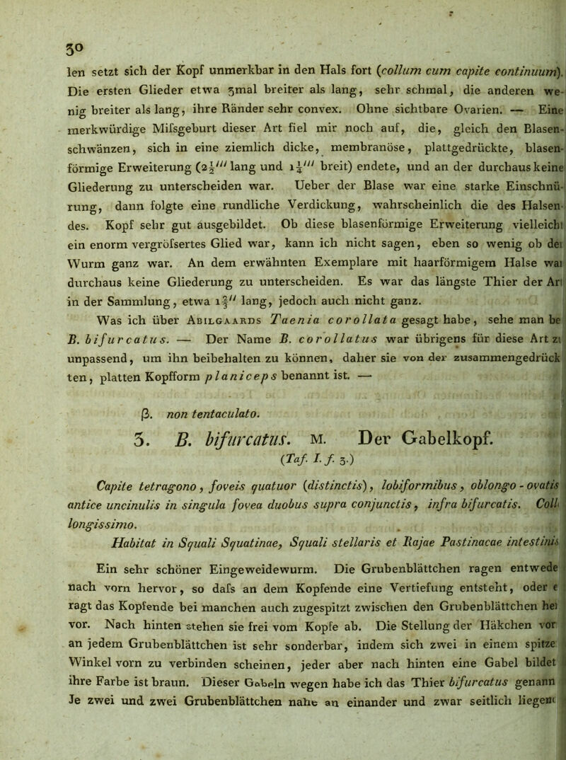 len setzt sich der Kopf unmerkbar in den Hals fort {collum cum capite continuum). Die ersten Glieder etwa 5mal breiter als lang, sehr schmal, die anderen we- nig breiter als lang, ihre Ränder sehr convex. Ohne sichtbare Ovarien. — Eine merkwürdige Mifsgeburt dieser Art fiel mir noch auf, die, gleich den Blasen- schwänzen, sich in eine ziemlich dicke, membranöse, plattgedrückte, blasen- förmige Erweiterung (25'''lang und breit) endete, und an der durchaus keine Gliederung zu unterscheiden war. lieber der Blase war eine starke Einschnü- rung, dann folgte eine rundliche Verdickung, wahrscheinlich die des Halsen- des. Kopf sehr gut ausgebildet. Ob diese blasenförmige Erweiterung vielleicht ein enorm vergröfsertes Glied war, kann ich nicht sagen, eben so wenig ob dei Wurm ganz war. An dem erwähnten Exemplare mit haarförmigera Halse wai dtrrchaus keine Gliederung zu unterscheiden. Es war das längste Thier der Art in der Sammlung, etwa i| lang, jedoch auch nicht ganz. Was ich über Abilgaards Taenia corollata gesagt habe, sehe man be B. bifurcatus. — Der Name B. corollatus war übrigens für diese Art zi unpassend, um ihn beibehalten zu können, daher sie von der zusammengedrück ten, platten Kopfform/)/a/2/ce/)<s benannt ist. —• ß. non tentaculato. 5. B, bifurcatus. m. Dei Gabelkopf. (Taf. I.f 3.) Capite tetragono, foveis quatuor {distinctis), lobiformibus, oblongo - ovatis ■. antice uncinulis in singula fovea duobus supra conjunctis, infra bifurcatis. Coli longissimo. Habitat in Squali Squatinae, Sc/uali stellaris et Rajae Pastinacae intestinU Ein sehr schöner Eingeweidewurm. Die Grubenblättchen ragen entwede nach vorn hervor, so dafs an dem Kopfende eine Vertiefung entsteht, oder c ragt das Kopfende bei manchen auch zugespitzt zwischen den Grubenblättchen he) vor. Nach hinten stehen sie frei vom Kopfe ab. Die Stellung der Häkchen vor an jedem Grubenblättchen ist sehr sonderbar, indem sich zwei in einem spitze - Winkel vorn zu verbinden scheinen, jeder aber nach hinten eine Gabel bildet ü ihre Farbe ist braun. Dieser Gabeln wegen habe ich das Thier bifurcatus genann ' Je zwei und zwei Grubenblättchen nahe an einander und zwar seitlich liegenc ^