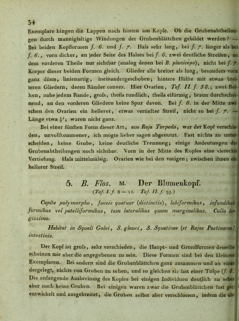 Exemplare hingen die Lappen nach hinten am Kopfe. Ob die Grubenabtheilun- gen durch mannigfaltige Windungen der Grubenblättchen gebildet werden? — Bei beiden Kopfformen /. 6. und /. /. Hals sehr lang, bei /. /. länger als bei /, 6., vorn dicker, an jeder Seite des Halses bei/. 6. zwei deutliche Streifen, an dem vorderen Theile nur sichtbar (analog denen bei J?. planiceps), nicht bei /. /, Körper dieser beiden Formen gleich. Glieder alle breiter als lang, besonders vorn ganz dünn, linienartig, ineinandcrgeschobenj hintere Hälfte mit etwas brei- teren Gliedern, deren Ränder convex. Hier Ovarien, Taf. II. f. 38.'., zwei Rei- hen, nahe jedem Rande, grofs, theils rundlich, theils eiförmig, braun durchschei- nend, an den vorderen Gliedern keine Spur davon. Bei /. 6. in der Mitte zwi sehen den Ovarien ein hellerer, etwas vertiefter Streif, nicht so bei /. /. — Länge etwa 5'5 waren nicht ganz. Bei einer fünften Form dieser Art, aus Kaja Torpedo, war der Kopf verschie ' den, unvollkommener, ich mögte lieber sagen abgenutzt. Fast nichts zu unter ! scheiden, keine Grube, keine deutliche Trennung^ einige Andeutungen dei Grubenabtheilungen noch sichtbar. Vorn in der Mitte des Kopfes eine viereckte Vertiefung. Hals mittelmäfsig. Ovarien wie bei den vorigen j zwischen ihnen eir hellerer Streif. 5. Flos, M. Der Bliimenkopf. ^ (Tb/././. 8-11. TaJ.II.f.^^.) Capite polymorpho, joveis guatuor {distinctis), lobiformibus, mfundibuli ^ formibus vel patelliformibus, tarn lateralibus quam marginalibus. Collo Ion gissimo. Habitat in Sguali Galei, S. glauci, S. Sguatinae {et Rajae Pastinacae? intestinis. Der Kopf ist grofs, sehr verschieden, die Haupt- und Grundformen desselbe scheinen mir aber die angegebenen zu sein. Diese Formen sind bei den kleinere Exemplaren. Bei andern sind die Grubenblätlchen ganz zusammen und an einar dergelegt, nichts von Gruben zu sehen, und so gleichen sie fast einer Tulpe (/, 8 '..\ Die anfangende Ausbreitung des Kopfes bei einigen Individuen deutlich zu seher aber noch keine Gruben. Bei einigen waren zwar die Grubenblättchen fast gan ' entv\’ickelt und ausgebreitet, die Gruben selbst aber verschlossen, indem die ob(