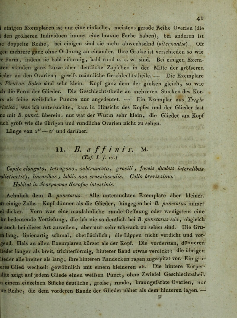 i einigen Exemplaren ist nur eine einfache, meistens gerade Reihe Ovarien (die i den gröfseren Individuen immer eine braune Farbe haben), bei anderen ist le doppelte Reihe, bei einigen sind sie mehr abwechselnd {alternantia). Oft gen mehrere ganz ohne Ordnung an einander. Ihre Grofse ist verschieden so wie e Form, indem sie bald eiförmig, bald rund u. s. w. sind. Bei einigen Exem~ iren standen ganz kurze aber deutliche Zäpfchen in der Mitte der gröfseren Leder an den Ovarien; gewifs männliche Geschlechtstheile. — Die Exemplare s Pleuron. Solea sind sehr klein. Kopf ganz dem der grofsen gleich, so wie ch die Form der Glieder. Die Geschlechtstheile an mehreren Stücken des Kör- rs als feine weifsliche Puncte nur angedeutet. ■— Ein Exemplar aus Trigla riatica, was ich untersuchte, kam in Hinsicht des Kopfes und der Glieder fast nz mit B. pimct. überein: nur war der Wurm sehr klein, die Glieder am Kopf ‘ich grofs wie die übrigen und rundliche Ovarien nicht zu sehen. Länge von i—3' und darüber. 11. B, a ff i n i s, m. {Taf. L /. 17.) Capite elongatO) tetragono, suhtruncato, gracili j foveis duabus lateralihus ndistincti.^), linearibus i labiü non crassiusculis. Collo brevissirno, Habitat in Scorpaenae Scrofae intestinis. Aehnlich dem B. punctatus. Alle untersuchten Exemplare aber kleiner, ur einige Zolle. Kopf dünner als die Glieder, hingegen bei B. punctatus immer el dicker. Vorn war eine maulähnliche runde Oeffnung oder wenigstens eine hr bedeutende Vertiefung, die ich nie so deutlich bei B. punctatus sah, obgleich e auch bei dieser Art zuweilen, aber nur sehr schwach zu sehen sind. Die Gru- jnlang, linienartig schmal, oberflächlich j die Lippen nicht verdickt und ver- geud. Hals an allen Exemplaren kürzer als der Kopf. Die vordersten, dünneren lieder länger als breit, trichterförmig, hinterer Rand etwas verdickt; die übrigen lieder alle breiter als langj ihre hinteren Randecken ragen zugespitzt vor. Ein grö- eres Glied wechselt gewöhnlich mit einem kleineren ab. Die hintere Körper- ilfte zeigt auf jedem Gliede einen weifsen Punct, ohne Zwiefel Geschlechtstheil. n einem einzelnen Stücke deutliche, grofse, runde, braungefärbte Ovarien, nur ne Reihe, die dem vorderen Rande der Glieder näher als dem hinteren lagen. — F