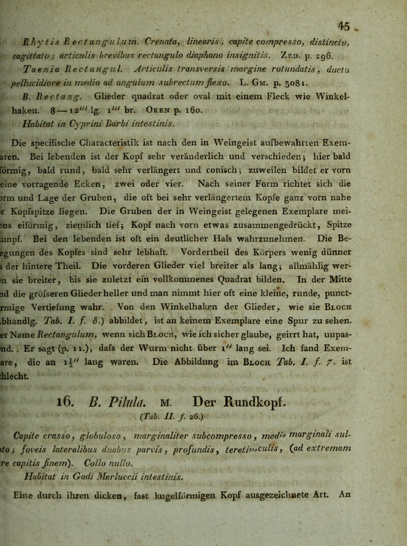 Rhytis Rectan^ulum, Cre?iata, linearis} capite compresso, distincto, sagittatoi articulis brevibus rectangulo diaphano insignitis. Zed. p. 296. Taenia Rectangul. Artkulis transversis margine rotundatis, duclu pellucidiore in medio ad angulum subrectumßexo. L. Gm. p. 5081. B. R ectang. Glieder quadrat oder oval mit einem Fleck wie Winkel- haken. 8—i2Mg. 1' br. Oken p. 160.. Habitat in Cyprini Barbi intestinis. Die specifische Characteristik ist nach den in Weingeist aufbewahrten Exem- aren. Bei lebenden ist der Kopf sehr veränderlich und verschieden j hier bald förmig, bald rund, bald sehr verlängert und conischj zuweilen bildet er vorn eine vorragende Ecken, zwei oder vier. Nach seiner Form richtet sich die )rm und Lage der Gruben, die oft bei sehr verlängertem Kopfe ganz vorn nahe r Kopfspitze liegen. Die Gruben der in Weingeist gelegenen Exemplare mei- ;ns eiförmig, ziemlich tief} Kopf nach vorn etwas zusammengedrückt, Spitze jmpf. Bei den lebenden ist oft ein deutlicher Hals wahrzunehmen. Die Be- Bgungen des Kopfes sind sehr lebhaft. Vordertheil des Körpers wenig dünner s der hintere Theil. Die vorderen Glieder viel breiter als lang} allmahlig wer- in sie breiter, bis sie zuletzt ein vollkommenes Quadrat bilden* In der Mitte ad die grofseren Glieder heller und man nimmt hier oft eine kleine, runde, punct- rmige Vertiefung wahr. Von den Winkelhaken der Glieder, wie sie Bloch ibhandlg. Tab. I. f. 8.) abbildet, ist an keinem Exemplare eine Spur zu sehen. ex^dime Rectangulum, wenn sich Bloch, wie ich sicher glaube, geirrt hat, unpas- nd. . Er sagt (p. 11.), dafs der Wurm nicht über 1'^ lang sei. Ich fand Exem- are, die an x\“ lang waren. Die Abbildung im Bloch Tab. /. /. ist ihlecht. 16. B, Piliila, M. Der Rundkopf. {Tab. II. f. 26.) Capite crasso, globuloso y marginaliter subcompresso, medk marginali sul- itoi foveis lateralibus duabus parvis y projundisy teretk'^cuhsy (ad extremam re capitis finent). Collo nullo. Habitat in Gadi Merluccii intestinis. Eine durch ihren dicken, fast kugelförmigen Kopf ausgezeichnete Art. An