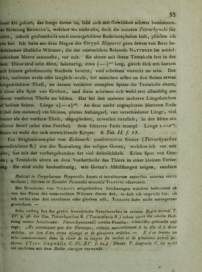55 ieser Art gehört, das Junge davon ist, läfst sich mit Gewifsheit schwer bestimmen, er Meinung Bremser’s, welcher wo nicht alle, doch die meisten Tetrarhynchi für ahre , jedoch grofsentheils noch unausgebildete Bothriocephalen hält, pflichte ich mz bei. Ich habe aus dem Magen der Coryph. Hippuris gdiViz denen von Bose be- ;hriebenen ähnliche Würmer, die der unermüdete Reisende NATXERERim mittel- indischen Meere sammelte, vor mir. Sie sitzen mit ihren Tentakeln fest in der [aut. Diese sind sehr dünn, fadenartig, etwa \ iang> gleich dick mit kurzen . ach hinten gekrümmten Stacheln besetzt, und scheinen viereckt zu sein. Der icke, meistens ovale oder länglich-ovale, bei manchen selbst an den Seiten etwas lattgedrückten Theil, an dessen vorderen stumpfen Spitze die Tentakeln sitzen, it ohne alle Spur von Gruben, und diese scheinen sich wohl erst allmählig aus jinem vorderen Theile zu bilden. Hat bei den meisten mehrere Längsfurchen □f beiden Seiten. Länge An dem mehr zugespitzten hinteren Ende it (bei den meisten) ein kleines, plattes Anhängsel, von verschiedener Lange, viel ünner als der vordere Theil, ungegliedert, zuweilen runzlich j in der Mitte ein ellerer Streif (oder eine Furche). Sein hinteres Fmde stumpf. Länge 1 — 2'^'- )ieses ist wohl der sich entwicklende Körper. S. Tab. II. f. 53, Ein Originalexemplar von Echinorh. (/uadrirostris Goeze {Tetvarhynchiis ppendiculatus R.) aus der Sammlung des seligen Goeze, weichesich vor mir labe, hat mit der vorhergehenden Art viel Aehnlichkeit. Keine Spur von Gru- en; 4 Tentakeln sitzen an dem Vordertheile des Thiers in einer kleinen Vertie- ang. Sie sind nicht keulenförmig, wie Goeze’s Abbildungen zeigen, sondern Habitat in Coryphaenae Hippiiridis hepate et intestinorum superficie externa vesica incttisus; liberum in Scombri Pelamidis miisculis observavit. Die Ruijolphi von Tilesius mitgetheilten Zeichnungen weichen bedeutend ab von der Form der untersuchten Würmer dieser Art, so dafs ich ungewifsbin, ob ich sie für eine Art annehmen oder glauben soll, Tilesius habe nicht naturgetreu gezeichnet. — Sehr richtig hat der gi-ofse französische Naturforscher in seinem animal T. IV. 56. das Gen. Tetrarhynchus R. ( Tentacularia B.J schon unt^r die zweite Ord- nung seiner Intestinaux: Parenchymateux, zweite Familie: I'cnioides gebracht und sagt; „Ne paraissent que des Floriceps, reduits naf^wrellement ä la fite et ä detix articles, au Heu d'un corps allonge et de pluskurs articles. — 11 s' en trouve un tr'es- commnnement dans la chair de la langue du turbot et de plusieiirs antres po- issons. (Tetr. lingualis C. PI. XV. f. 67.) Dieser T. lingnalis C. ist wohl am nächsten mit dem Bothr. claviger verwandt.