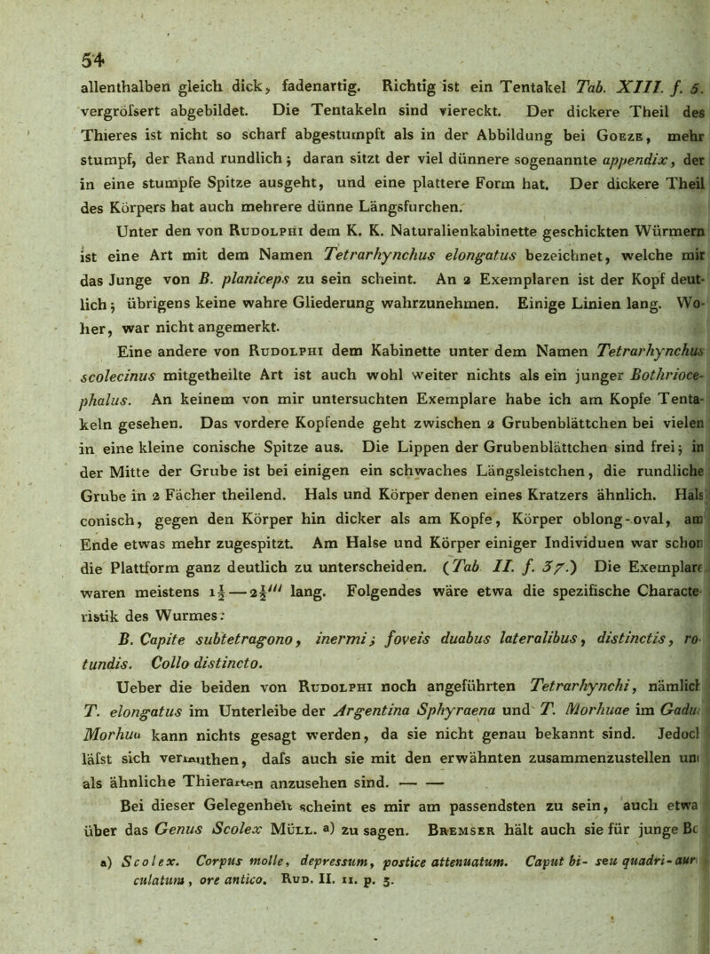 allenthalben gleich dick > fadenartig. Richtig ist ein Tentakel Tah. XIII. f. 5. vergröfsert abgebildet. Die Tentakeln sind viereckt. Der dickere Theil des Thieres ist nicht so scharf abgestumpft als in der Abbildung bei Goeze, mehr stumpf, der Rand rundlich j daran sitzt der viel dünnere sogenannte appendixy der in eine stumpfe Spitze ausgeht, und eine plattere Form hat. Der dickere Theil des Körpers hat auch mehrere dünne Längsfurchen.' Unter den von Rudolphi dem K. K. Naturalienkabinette geschickten Würmern ist eine Art mit dem Namen Tetrarhynchus elongatus bezeichnet, welche mir das Junge von B. planiceps zu sein scheint. An 2 Exemplaren ist der Kopf deut- lich j übrigens keine wahre Gliederung wahrzunehmen. Einige Linien lang. Wo- her, war nicht angemerkt. Eine andere von Rudolphi dem Kabinette unter dem Namen Tetrarhynchm scolecinus mitgetheilte Art ist auch wohl weiter nichts als ein junger Bothrioce- phalus. An keinem von mir untersuchten Exemplare habe ich am Kopfe Tenta- keln gesehen. Das vordere Kopfende geht zwischen 2 Grubenblättchen bei vielen in eine kleine conische Spitze aus. Die Lippen der Grubenblättchen sind frei j in der Mitte der Grube ist bei einigen ein schwaches Längsleistchen, die rundliche Grube in 2 Fächer theilend. Hals und Körper denen eines Kratzers ähnlich. Hals conisch, gegen den Körper hin dicker als am Kopfe, Körper oblong-oval, am Ende etwas mehr zugespitzt. Am Halse und Körper einiger Individuen war schon die Plattform ganz deutlich zu unterscheiden. (7h6 II. f. 5/.) Die Exemplare waren meistens lang« Folgendes wäre etwa die spezifische Characte ristik des Wurmes: B. Capite subtetragono y inermi i foveis duahus lateralibus, distinetis y ro- tundis. Collo distincto. Ueber die beiden von Rudolphi noch angeführten Tetrarhynchi, näralicl T. elongatus im Unterleibe der Jrgentina Sphyraena und T. Morhuae im Gadiu Morhm kann nichts gesagt werden, da sie nicht genau bekannt sind. Jedocl läfst sich vertftuthen, dafs auch sie mit den erwähnten zusammenzustellen um als ähnliche Thieraxten anzusehen sind. Bei dieser Gelegenheit sscheint es mir am passendsten zu sein, auch etwa über das Genus Scolex Müll, a) zu sagen. Bremser hält auch sie für junge Bc a) Scolex. Corpus molle, depressuntf postice attenuatum. Caput bi- seu quadri-aur culatiim, ore antko. Rud. II. ii. p. 3.