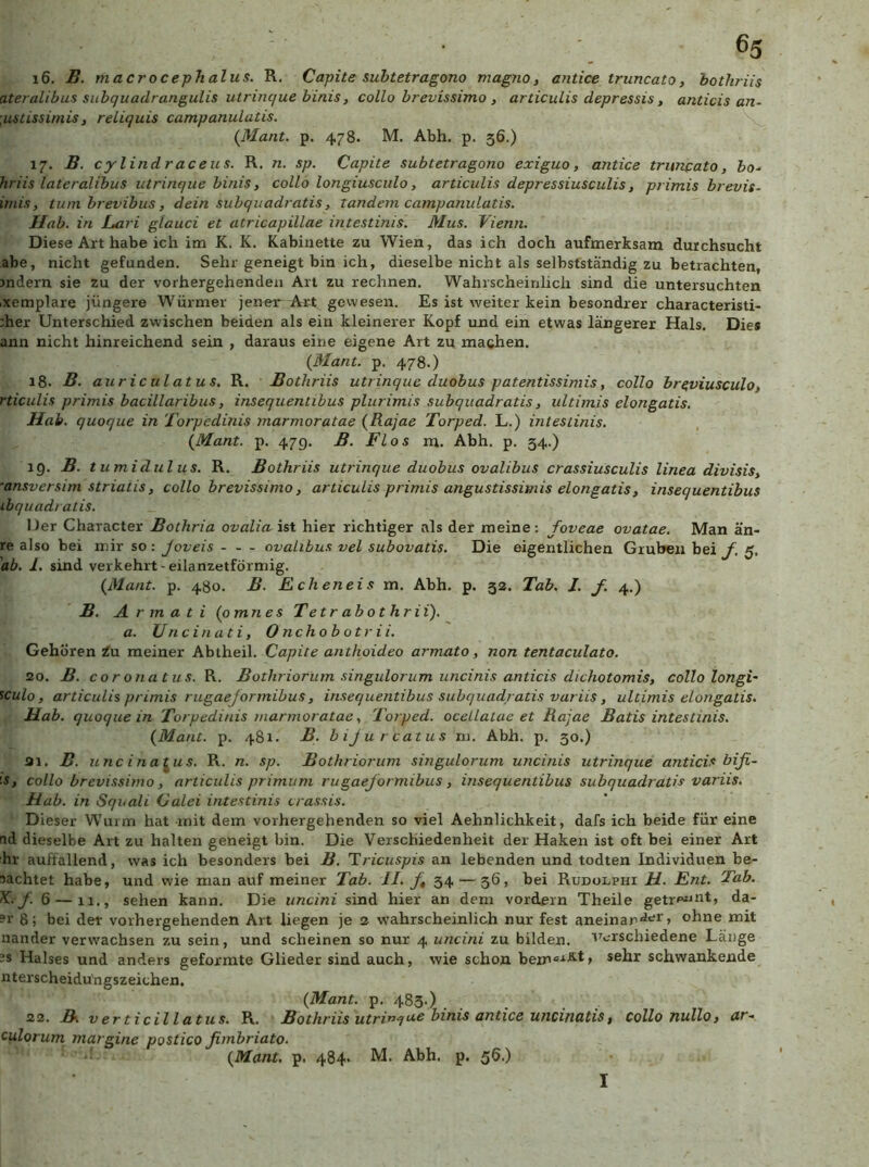 16. B. macrocephalus. R. Capite suhtetragono magno, antice truncato, bothriis atejalibus subquadrangulis utrimjue binis, collo brevissimo , articulis depressis, anticis an- \ustissimis, reliquis campanulatis. (ISIant. p. 478. M. Abh. p. 56.) 17. B. cylindraceus. R. n. sp. Capite subtetragono exiguo, antice truncato, bo^ ht'iis lateralihus utrinque binis, collo longiusciilo, articulis depressiusculis, primis brevis- imis, tum brevibus, dein subquadratis, tandern campanulatis. Hab. in Lari glauci et atricapillae intestinis. Mus. Vienn. Diese Art habe ich im K. K. Kabinette zu Wien, das ich doch aufmerksam durchsucht abe, nicht gefunden. Sehr geneigt bin ich, dieselbe nicht als selbstständig zu betrachten, mdern sie zu der vorhergehenden Art zu rechnen. Wahrscheinlich sind die untersuchten ixemplare jüngere Würmer jener Art gewesen. Es ist weiter kein besondrer characteristi- :her Unterschied zwischen beiden als ein kleinerer Kopf und ein etwas längerer Hals. Dies ann nicht hinreichend sein , daraus eine eigene Art zu machen. {Mant. p. 478.) 18. B. auriculatus. R. Bothriis utrinque duobus patentissimis, collo br^viusculo, rticulis primis bacillaribus, insequentibus plurimis subquadratis, idtimis elongatis. Hai. quoque in Torpedinis marmoratae (Rajae Torped. L.) intestinis. {Mant. p. 479. B. Fl OS m. Abh. p. 54.) 19. B. t umidul US. R. Bothriis utrinque duobus ovalibus crassiusculis linea divisis, ‘ansversim striatis, collo brevissimo, articulis primis angustissimis elongatis, insequentibus ibquadi atis. Der Character Bothria ovalia ist hier richtiger als der meine: foveae ovatae. Man än- re also bei mir so : joveis ovalibus vel subovatis. Die eigentlichen Gruben bei f. 5. ab. 1. sind verkehrt-eilanzetförmig. {Mant. p. 480. B. Echeneis m. Abh. p. 33. Tab. J. f. 4.) B. A r m a t i {omnes Tetr abothrii). a. Uncinati, O nchob otr i i. Gehören in meiner Abtheil. Capite anthoideo armato, non tentaculato. 20. B. coronatus. R. Bothriorum singulorum uncinis anticis dichotomis, collo longi- iculo, articulis primis rugaefonnibus, insequentibus subquadratis variis, ultimis elongatis, Hab. quoque in Torpedinis marmoratae, Torped. oceLlatae et Rajae Batis intestinis. {Mant. p. 481. B. b ij u r catus ni. Abh. p. 30.) 31. B. uncina^us. R. n. sp. Bothriorum singulorum uncinis utrinque anticis bifi~ 'S, collo brevissimo, articulis primum rugaejormibus, insequentibus subquadratis variis. Mab. in Squali Oalei intestinis crassis. Dieser Wurm hat mit dem vorhergehenden so viel Aehnlichkeit, dafs ich beide für eine ad dieselbe Art zu halten geneigt bin. Die Verschiedenheit der Haken ist oft bei einer Art hr auffallend, was ich besonders bei B. Tricuspis an lebenden und todten Individuen be- lachtet habe, und wie man auf meiner Tab. II. f, 34 — 36, bei Rudolphi H. Ent. Tab. X. f. 6 — 11., sehen kann. Die uncini sind hier an dem vordem Theile getrw^nt» da- ?r 8; bei der vorhergehenden Art liegen je 2 wahrscheinlich nur fest aneinar'^'^r, ohne mit nander verwachsen zu sein, und scheinen so nur 4 uncini zu bilden. Verschiedene Länge ’S Halses und anders geformte Glieder sind auch, wie schon bem®-^-'^*» schwankende nterscheidu'ngszeichen. {Mant. p. 483-) 22. Ä verticillatus. R. Bothriis utrin^a,e binis antice uncinatis, collo nullo, ar^ culorum margine postico ßmbriato. {Mant, p. 484« M. Abh. p. 56.) I