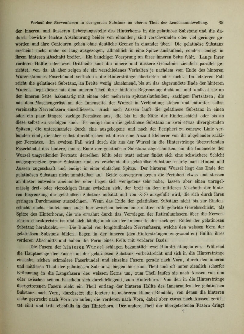 der inneren und äusseren Uebergangsstelle des Hinterhoms in die gelatinöse Substanz und die da- durch bewirkte leichte Abschnürung beider von einander, sind verschwunden oder viel geringer ge- worden und ihre Contouren gehen ohne deutliche Grenze in einander über. Die gelatinöse Substanz erscheint nicht mehr so lang ausgezogen, allmählich in eine Spitze auslaufend, sondern endigt in ihrem hinteren Abschnitt breiter. Ein bauchiger Vorsprung an ihrer inneren Seite fehlt. Längs ihrer vorderen Hälfte oder zwei Drittlieile sind die innere und äussere Grenzlinie ziemlich parallel ge- richtet, von da ab aber zeigen sie ein verschiedenes Verhalten je nachdem vom Ende des hinteren Wurzelstammes Faserbündel seitlich in die Hinterstränge übertreten oder nicht. Im letzteren Fall reicht die gelatinöse Substanz, an Breite wenig abnehmend, bis an das abgerundete Ende der hinteren Wurzel, liegt dieser mit dem inneren Theil ihrer hinteren Begrenzung dicht an und umfasst sie an der inneren Seite hakenartig mit einem oder mehreren spitzauslaufenden, zackigen Fortsätzen, die mit dem Maschengerüst an der Innenseite der Wurzel in Verbindung stehen und mitunter selbst vereinzelte Nervenfasern einschliessen. Auch nach Aussen läuft die gelatinöse Substanz in einen oder ein paar längere zackige Fortsätze aus, die bis iu die Nähe der Rindenschicht oder bis an diese selbst zu verfolgen sind. Es endigt dann die gelatinöse Substanz in zwei etwas divergirenden Spitzen, die untereinander durch eine ausgebogeue und nach der Peripheri zu concave Linie ver- bunden sind, die aber selbst durchbrochen ist durch eine Anzahl kleinerer von ihr abgehender zacki- ger Fortsätze. Im zweiten Fall wird durch die aus der Wurzel in die Hinterstränge übertretenden Faserbündel das hintere, innere Ende der gelatinösen Substanz abgeschnitten, ein die Innenseite der Wurzel umgreifender Fortsatz derselben fehlt oder statt seiner findet sich eine schwächere Schicht ausgesprengter grauer Substanz und es erscheint die gelatinöse Substanz schräg nach Hinten und Aussen zugeschärft und endigt in einer einfachen Spitze. Der hinteren Wurzel liegt das Ende der gelatinösen Substanz nicht unmittelbar an. Beide convergiren gegen die Peripheri etwas und stossen an dieser entweder aneinander oder liegen sich wenigstens sehr nahe, lassen aber einen unregel- mässig drei- oder viereckigen Raum zwischen sich, der breit an dem mittleren Abschnitt der hinte- ren Begrenzung der gelatinösen Substanz aufsitzt und von O O ausgefüllt wird, die sich durch ihren geringen Durchmesser auszeichnen. Wenn das Ende der gelatinösen Substanz nicht bis zur Rinden- schicht reicht, findet man auch hier zwischen beiden eine matter roth gefärbte Gewebsschicht, als Spitze des Hinterhorns, die wie erwähnt durch das Verwiegen der Reticulumfasern über die Nerven- röhren charakterisirt ist und sich häufig auch an der Innenseite des zackigen Endes der gelatinösen Substanz herabzieht. — Die Bündel von longitudinalen Nervenfasern, welche den weissen Kern der gelatinösen Substanz bilden, liegen in der inneren (den Hintersträngen zugewandten) Hälfte ihres vorderen Abschnitts und haben die Form eines Keils mit vorderer Basis. Die Fasern der hinteren Wurzel schlagen bekanntlich zwei Hauptrichtungen ein. Während die Hauptmenge der Fasern an der gelatinösen Substanz vorbeistreicht und sich in die Hinterstränge einsenkt, ziehen schmälere Faserbündel und einzelne Fasern gerade nach Vorn, durch den inneren und mittleren Theil der gelatinösen Substanz, biegen hier zum Theil und oft unter ziemlich scharfer Krümmung in die Längsfasern des weissen Kerns um, zum Theil laufen sie nach Aussen von ihm oder zwischen seinen Fascikeln sich durchdrängend, zum Hinterhorn. Von den in die Hinterstränge übergetretenen Fasern zieht ein Theil entlang der hinteren Hälfte des Innenrandes der gelatinösen Substanz nach Vorn, durchsetzt die letztere in mehreren kleinen Bündeln, von denen die hinteren mehr gestreckt nach Vorn verlaufen, die vorderen nach Vorn, dabei aber etwas nach Aussen gerich- tet sind und tritt ebenfalls in das Hinterhorn. Der andere Theil der übergetretenen Fasern dringt 9