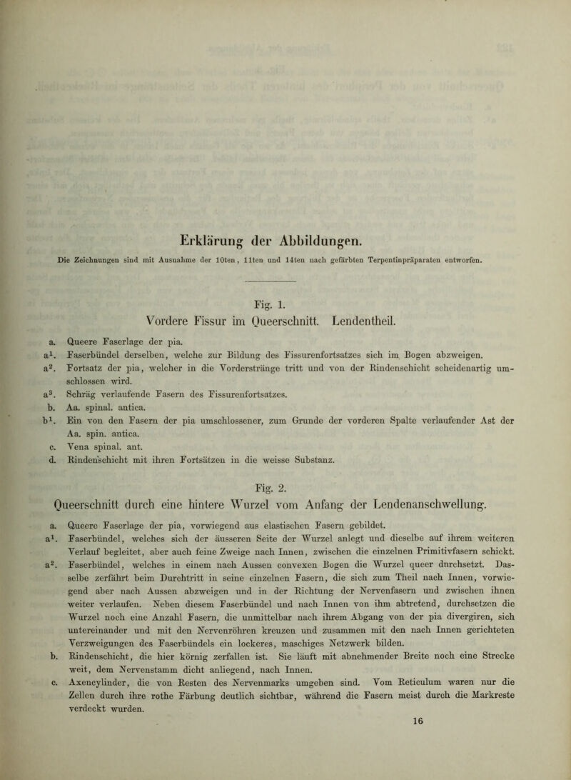 Erklärung der Abbildungen. Die Zeichnungen sind mit Ausnahme der lOten, Ilten und 14ten nach gefärbten Terpentinpräparateu entworfen. Fig. 1. Vordere Fissur im Queerschnitt. Lendentheil. a. Q,ueere Faserlage der pia. a^. Faserbündel derselben, welche zur Bildung des Fissurenfortsatzes sich im Bogen abzweigen. a^. Fortsatz der pia, welcher in die Vorderstränge tritt und von der Eindenschicht scheidenartig um- schlossen wird. a^. Schräg verlaufende Fasern des Fissurenfortsatzes. b. Aa. spinal, antica. b^. Ein von den Fasern der pia umschlossener, zum Grunde der vorderen Spalte verlaufender Ast der Aa. spin. antica. c. Vena spinal, ant. d. Eindenschicht mit ihren Fortsätzen in die weisse Substanz. Fig. 2. Queerschnitt durch eine hintere Wurzel vom Anfang der Lendenanschwellung. a. Queere Faserlage der pia, vorwiegend aus elastischen Fasern gebildet. a^. Faserbündel, welches sich der äusseren Seite der Wurzel anlegt und dieselbe auf ihrem weiteren Verlauf begleitet, aber auch feine Zweige nach Innen, zwischen die einzelnen Primitivfasern schickt. a^. Faserbündel, welches in einem nach Aussen convexen Bogen die Wurzel queer durchsetzt. Das- selbe zerfährt beim Durchtritt in seine einzelnen Fasern, die sich zum Theil nach Innen, vorwie- gend aber nach Aussen abzweigen und in der Eichtung der Nervenfasern und zwischen ihnen weiter verlaufen. Neben diesem Faserbündel und nach Innen von ihm abtretend, durchsetzen die Wurzel noch eine Anzahl Fasern, die unmittelbar nach ihrem Abgang von der pia divergiren, sich untereinander und mit den Nervenröhren kreuzen und zusammen mit den nach Innen gerichteten Verzweigungen des Faserbündels ein lockeres, maschiges Netzwerk bilden. b. Eindenschicht, die hier körnig zerfallen ist. Sie läuft mit abnehmender Breite noch eine Strecke weit, dem Nervenstamm dicht anliegend, nach Innen. c. Axencylinder, die von Besten des Nervenmarks umgeben sind. Vom Eeticulum waren nur die Zellen durch ihre rothe Färbung deutlich sichtbar, während die Fasern meist durch die Markreste verdeckt wurden.