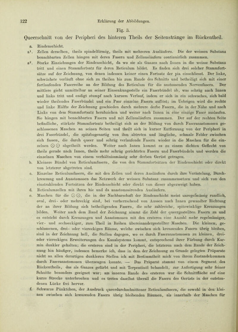 Fig. 3. Queerschnitt von der Peripheri des liintereii Theils der Seitenstränge im Rüekentheil. a. Rindenscbicht. a^. Zellen derselben, theils spindelförmig, theils mit mehreren Ausläufern. Die der weissen Substanz benachbarten Zellen hängen mit deren Fasern und Zellausläufern continuirlich zusammen, a^. Starke Einziehungen der Rindenschicht, da wo sie als Ganzes nach Innen in die weisse Substanz tritt und einen Stammfortsatz für deren Eeticulum bildet. Es finden sich drei solcher Stammfort- sätze auf der Zeichnung, von denen indessen keiner einen Fortsatz der pia einschliesst. Der linke, schwächste verläuft ohne sich zu theilen bis zum Rande des Schnitts und betheihgt sich mit einer fortlaufenden Easerreihe an der Bildung des Reticulum für die anstossenden Nervenfasei'n. Der mittlere giebt unmittelbar an seiner Einsenkungsstelle ein Faserbündel ab, was schräg nach Innen und links tritt und endigt stumpf nach kurzem Verlauf, indem er sich in ein schwaches, sich bald wieder theilendes Faserbündel und ein Paar einzelne Fasern auflöst; im Uebrigezi Avird die rechte und linke Hälfte der Zeichnung geschieden durch mehrere derbe Fasern, die in der Nähe und nach Links von dem Stammfortsatz herabziehen und weiter nach Innen in eine einzige Faser auslaufen. Sie hängen mit benachbarten Fasern und mit Zellausläufern zusammen. Der auf der rechten Seite befindliche, stärkste Stammfortsatz betheiligt sich an der Bildung von durch Faseranastomosen ge- schlossenen Maschen an seinen Seiten und theilt sich in kurzer Entfernung \-on der Peripheri in drei Faserbündel, die spitzbogenartig von ihm abtreten und längliche, schmale Felder zwischen sich fassen, die durch queer und schräg verlaufende Fasern wieder in die Maschen für die ein- zelnen O O abgetheilt werden. Weiter nach Innen kommt es zu einem dichten Geflecht von theils gerade nach Innen, theils mehr schräg gerichteten Fasern und Faserbündeln und werden die einzelnen Maschen von einem verhältnissmässig selir derben Gerüst getragen. b. Kleinere Bündel von Reticulumfasern, die von den Stammfortsätzen der Rindenschicht oder direkt von letzterer abgetreten sind. c. Einzelne Reticulumfasern, die mit den Zellen und deren Ausläufern durch ihre Verästelung, Durch- kreuzung und Anastomosen das Netzwerk der weissen Substanz zusammensetzen Auid sich \’on den einstrahlenden Fortsätzen der Rindenschicht oder direkt a'ou dieser abgezw'^eigt haben. d. Reticulumzellen mit ihren hie und da anastomosircnden Ausläufern. e. Maschen für die O O, die in der Nachbarschaft der Rindenschicht meist unregelmässig rundlich, oval, drei- oder mehi'eckig sind, bei vorherrschend von Aussen nach Innen gewandter Richtung der an ihrer Bildung sich betheiligenden Fasern, die sein- zahlreiche, spitzAAÜnklige Kreuzungen bilden. Weiter nach dem Rand der Zeichnung nimmt die Zahl der queergestellten Fasern zu und es entsteht durch Kreuzungen und Anastomosen mit den erstereu eine Anzahl mehr regelmässiger, vier- und sechseckiger, zum Theil in Reihen übereinandergestellter Maschen. Die kleinen, ge- sclilossenen, drei- oder viereckigen Räume, welche zwischen sich kreuzenden Fasern übrig bleiben, sind in der Zeichnung hell, die Stellen dagegen, wo es durch Faseranastomosen zu kleinen, drei- oder A'iereckigen Erweiterungen des Kanalsystems kommt, entsprechend ihrer Färbung durch Kar- min dunkler gehalten; die ersteren sind in der Peripheri, die letzteren nach dem Rande der Zeich- nung hin häufiger, indessen bemerke ich, dass in dem der Zeichnung zu Grunde gelegten Präparate nicht an allen derartigen dunkleren Stellen ich mit Bestimmtheit mich von ihrem Zustandekommen durch Faseranastomosen überzeugen konnte. — Das Präparat stammt von einem Segment des Rückentheils, das als Ganzes gefärbt und mit Terpentinöl behandelt, zur Anfertigung sehr feiner Schnitte besonders geeignet war; am inneren Rande des ersteren war die Schnittfläche auf eine kurze Strecke unterbrochen und es treten daselbst überall die Fasern des Gerüsts in der entstan- denen Lücke frei hervor. f. Schwarze Pünktchen, der Ausdruck queerdurchschnittener Reticulumfasern, die sowohl in den klei- nen zwischen sich kreuzenden Fasern übrig bleibenden Räumen, als innerhalb der Maschen für