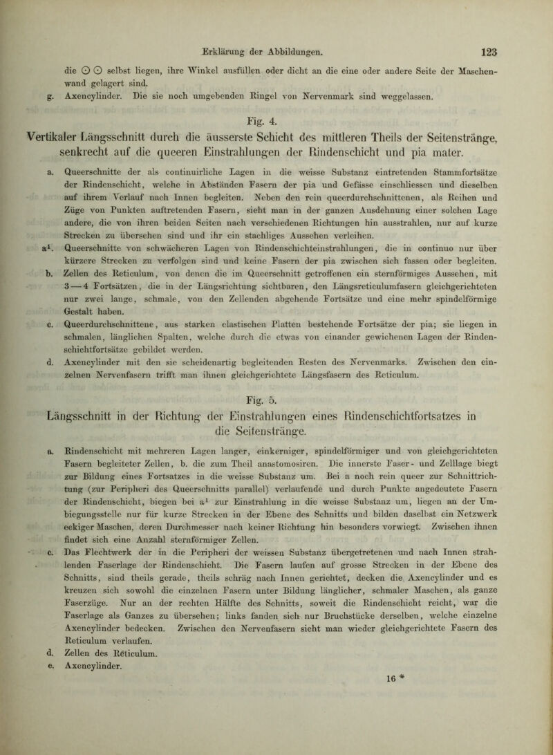 die O O selbst liegen, ihre Winkel ausfüllen oder dicht an die eine oder andere Seite der Maschen- wand gelagert sind. g. Axencylinder. Die sie noch umgebenden Dingel von Nervenmark sind weggelassen. Fig. 4. Vertikaler Längsschnitt durch die äusserste Schicht des mittleren Theils der Seitenstränge, senkrecht auf die queeren Einstrahlungen der Rindenschicht und pia mater. a. Queerschnitte der als continuirliche Lagen in die weisse Substanz eintretenden Stammfortsätze der Dindenschicht, welche in Abständen Fasern der pia und Gefässe einschliessen und dieselben auf ihrem Verlauf nach Innen begleiten. Neben den rein queerdurchschnittenen, als Deihen und Züge von Punkten auftretenden Fasern, sieht man in der ganzen Ausdehnung einer solchen Lage andere, die von ihren beiden Seiten nach verschiedenen Dichtungen hin ausstrahleu, nur auf kurze Strecken zu übersehen sind und ihr ein stachliges Aussehen verleihen. a^. Queerschnitte von schwächeren Lagen von Dindenschichteinstrahlungen, die in continuo nur über kürzere Strecken zu verfolgen sind und keine Fasern der pia zwischen sich fassen oder begleiten. b. Zellen des Deticulum, von denen die im Quecrschnitt getroffenen ein sternförmiges Aussehen, mit 3 — 4 Fortsätzen, die in der Längsrichtung sichtbaren, den Längsreticulumfasern gleichgerichteten nur zwei lange, schmale, von den Zellenden abgehende Fortsätze und eine mehr spindelförmige Gestalt haben. c. Queerdurchschnitteiie, aus starken elastischen Platten bestehende Fortsätze der pia; sie liegen in schmalen, länglichen Spalten, welche durch die etwas von einander gewichenen Lagen der Dinden- schichtfortsätze gebildet werden. d. Axencylinder mit den sie sclieidenartig begleitenden Desten des Nervenmarks. Zwischen den ein- zelnen Nervenfasern trifPt man ihnen gleichgerichtete Längsfasern des Deticulum. Fig. 5. Längsschnitt in der Richtung’ der Einstrahlungen eines Rindenschichtfortsatzes in die Seitenstränge. a. Dindenschicht mit mehreren Lagen langer, einkerniger, spindelförmiger und von gleichgerichteten Fasern begleiteter Zellen, b. die zum Theil anastomosiren. Die innerste Faser- und Zelllage biegt zur Bildung eines Fortsatzes in die weisse Substanz um. Bei a noch rein queer zur Schnittrich- tung (zur Peripheri des Queerschnitts parallel) verlaufende und durch Punkte angedeutete Fasern der Dindenschicht, biegen bei a^ zur Einstrahlung in die weisse Substanz um, liegen an der Um- biegungsstelle nur für kurze Strecken in der Ebene des Schnitts und bilden daselbst ein Netzwerk eckiger Maschen, deren Durchmesser nach keiner Dichtung hin besonders vorwiegt. Zwischen ihnen findet sich eine Anzahl sternförmiger Zellen. c. Das Flechtwerk der in die Peripheri der weissen Substanz übergetretenen und nach Innen strah- lenden Faserlage der Dindenschicht. Die Fasern laufen auf grosse Strecken in der Ebene des Schnitts, sind theils gerade, theils schräg nach Innen gerichtet, decken die, Axencylinder und es kreuzen sich sowohl die einzelnen Fasern unter Bildung länglicher, schmaler Maschen, als ganze Faserzüge. Nur an der rechten Hälfte des Schnitts, soweit die Dindenschicht reicht, war die Faserlage als Ganzes zu übersehen; links fanden sich nur Bruchstücke derselben, welche einzelne Axencylinder bedecken. Zwischen den Nervenfasern sieht man wieder gleichgei’ichtete Fasern des Deticulum verlaufen. d. Zellen des Deticulum. e. Axencylinder. 16 *