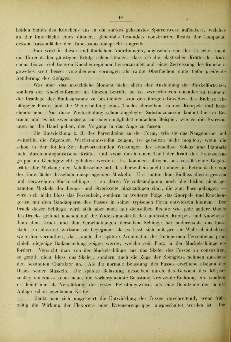 beiden Seiten des Knochens ans in ein starkes gekreuztes Sparren werk auflockert, welches an der Unterfläche eines dünnen, gleichfalls besonders construirten Restes der Coinpacta, dessen Aussentläche der Tuberositas entspricht, angreift. Man wird in dieser und ähnlichen Anordnungen, abgesehen von der Ursache, nicht mit Unrecht den günstigen Erfolg sehen können, dass sie die elastischen Kräfte des Kno- chens bis zu viel tieferen Knochenregionen hervorzurufen und einer Zerreissung des Knochen- gewebes weit besser vorzubeugen vermögen als rauhe Oberflächen ohne tiefer greifende Aenderung des Gefüges. Was aber das ursächliche Moment nicht allein der Ausbildung der Muskelfortsälze, sondern der Knochenformen im Ganzen betrifft, so ist zweierlei von einander zu trennen: die Uranlage der Bindesubstanz zu bestimmter, von den übrigen Geweben des Embryo ab- hängiger Form; und die Weiterbildung eines Theiles derselben zu den Knorpel- und Kno- chenformen. Nur diese Weiterbildung schon angelegter Substanzmassen kommt hier in Be- tracht und es ist zweckmässig, an einem möglichst einfachen Beispiel, wie es die Extremi- täten an die Hand geben, den Vorgang in das Auge zu fassen. Die Entwicklung z. B. des Fersenbeins zu der Form, wie sie das Neugeborne und weiterhin die folgenden Wachsthumsstufen zeigen, ist geradezu nicht möglich, wenn die schon in der fötalen Zeit hervortretenden Wirkungen des Gemellus, Soleus und Plantaris nicht durch antagonistische Kräfte, und zwar durch einen Theil der Kraft der Extensoren- gruppe im Gleichgewicht gehalten werden. Es kommen übrigens als verstärkende Gegen- kräfte der Wirkung der Achillessehne auf das Fersenbein nicht minder in Betracht die von der Unterfläche desselben entspringenden Muskeln. Erst unter dem Einfluss dieser grossen und verzweigten Muskelschlinge — zu deren Vervollständigung noch alle bisher nicht ge- nannten Muskeln der Beuge- und Streckseite hinzuzufügen sind, die zum Fass gelangen — wird sich nicht bloss das Fersenbein, sondern in weiterer Folge das Knorpel- und Knochen- gerüst mit dem Bandapparat des Fusses in seiner typischen Form entwickeln können. Der Druck dieser Schlinge wird sich aber auch mit demselben Rechte wie jede andere Quelle iles Drucks geltend machen auf die Widerstandskraft des umfassten Knorpels und Knochens; denn dem Druck und den Verschiebungen derselben Schlinge hat andererseits das Fuss- skelet zu allererst wirksam zu begegnen. Ja es lässt sich mit grosser Wahrscheinlichkeit weiterhin vermuthen, dass auch die spätere Architectur des knöchernen Fersenbeins prin- cipiell diejenige Balkenstellung zeigen werde, welche sein Platz in der Muskelschlinge er- fordert. Versucht man von der Muskelschlinge aus das Skelet des Fusses zu construiren, so geräth nicht bloss das Skelet, sondern auch die Züge der Spongiosa nehmen durchaus den bekannten Charakter an. . Als die normale Belastung des Fusses erschiene alsdann der Druck seiner Muskeln. Die spätere Belastung desselben durch das Gewicht des Körpers schlägt ohnediess keine neue, die vorhergenannte Belastung kreuzende Richtung ein, sondern erscheint nur als Verstärkung der ersten Belastungsweise, als eine Benützung der in der Anlage schon gegebenen Kräfte. — Denkt man sich umgekehrt die Entwicklung des Fusses vorschreitend, wenn früh- zeitig die Wirkung der Flexoren- oder Extensorengruppe ausgeschaltet worden ist. Die