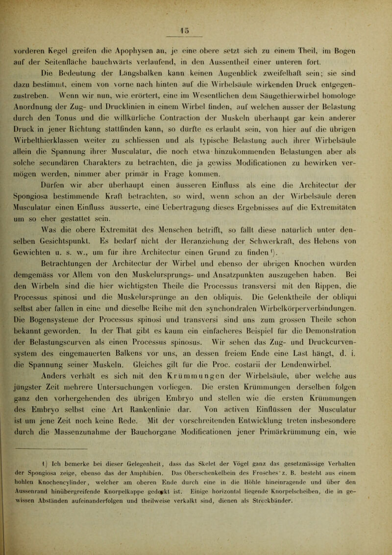 auf der Seitenfläche bauchwärts verlaufend, in den Aussentheit einer unteren fort. Die Bedeutung der Längsbalken kann keinen Augenblick zweifelhaft sein; sie sind dazu bestimmt, einem von vorne nach hinten auf die Wirbelsäule wirkenden Druck entgegen- zustreben. Wenn wir nun, wie erörtert, eine im Wesentlichen dem Säugethierwirbel homologe Anordnung der Zug- und Drucklinien in einem Wirbel finden, auf welchen ausser der Belastung durch den Tonus und die willkürliche Contraclion der Muskeln überhaupt gar kein anderer Druck in jener Richtung stattfinden kann, so dürfte es erlaubt sein, von hier auf die übrigen Wirbelthierklasscn weiter zu schlicssen und als typische Belastung auch ihrer Wirbelsäule allein die Spannung ihrer Musculatur, die noch etwa hinzukommenden Belastungen aber als solche secundären Charakters zu betrachten, die ja gewiss Modificationcn zu bewirken ver- mögen werden, nimmer aber primär in Frage kommen. Dürfen wir aber überhaupt einen äusseren Einfluss als eine die Architectur der Spongiosa bestimmende Kraft betrachten, so wird, wenn schon an der Wirbelsäule deren Musculatur einen Einfluss äusserte, eine Uebertragung dieses Ergebnisses auf die Extremitäten um so eher gestattet sein. Was die obere Extremität des Menschen betrifft, so fällt diese natürlich unter den- selben Gesichtspunkt. Es bedarf nicht der Heranziehung der Schwerkraft, des Hebens von Gewichten u. s. w., um für ihre Architectur einen Grund zu finden1). Betrachtungen der Architectur der Wirbel und ebenso der übrigen Knochen würden demgemäss vor Allem von den Muskelursprungs- und Ansatzpunkten auszugehen haben. Bei den Wirbeln sind die hier wichtigsten Theile die Processus transversi mit den Rippen, die Processus spinosi und die Muskelursprünge an den obliquis. Die Gelenktheile der obliqui selbst aber fallen in eine und dieselbe Reihe mit den synchondralen Wirbelkörperverbindungen. Die Bogensysteme der Processus spinosi und transversi sind uns zum grossen Theile schon bekannt geworden. In der Tliat gibt es kaum ein einfacheres Beispiel für die Demonstration der Belastungscurven als einen Processus spinosus. Wir sehen das Zug- und Druckcurven- system des eingemauerten Balkens vor uns, an dessen freiem Ende eine Last hängt, d. i. die Spannung seiner Muskeln. Gleiches gilt für die Proc. costarii der Lendenwirbel. Anders verhält es sich mit den Krümmungen der Wirbelsäule, über welche aus jüngster Zeit mehrere Untersuchungen vorliegen. Die eisten Krümmungen derselben folgen ganz den vorhergehenden des übrigen Embryo und stellen wie die ersten Krümmungen des Embryo selbst eine Art Rankenlinie dar. Von activen Einflüssen der Musculatur ist um jene Zeit noch keine Rede. Mit der vorschreitenden Entwicklung treten insbesondere durch die Massenzunahme der Bauchorgane Moditicationen jener Primärkrümmung ein, wie 1) Ich bemerke bei dieser Gelegenheit, dass das Skelet der Vögel ganz das gesetzmiissige Verhalten der Spongiosa zeige, ebenso das der Amphibien. Das Oberschenkelbein des Frosches z. B. besteht aus einem hohlen Knochencylinder, welcher am oberen Ende durch eine in die Höhle hineinragende und über den Aussenrand hinübergreifende Knorpelkappe gedeckt ist. Einige horizontal liegende Knorpelschciben, die in ge- wissen Abständen aufeinanderfolgen und theil weise verkalkt sind, dienen als Streckbänder.