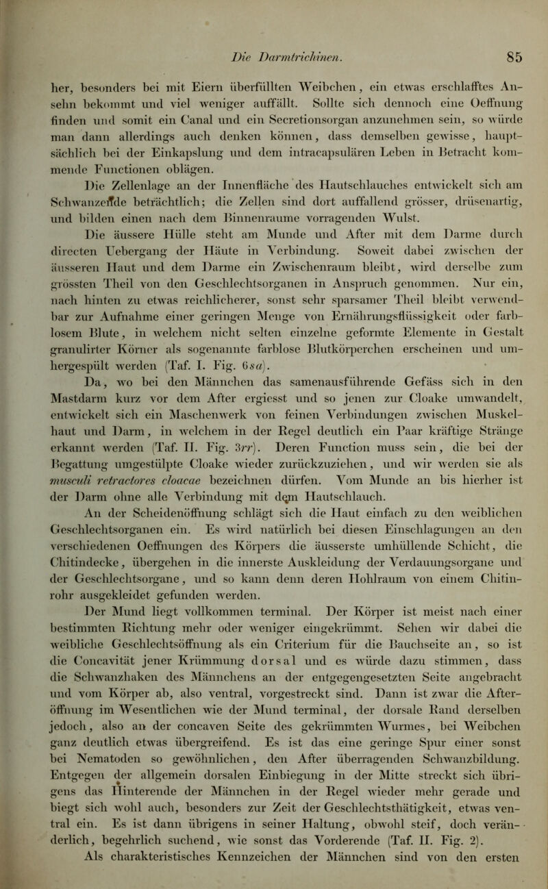 her, besonders bei mit Eiern überfüllten Weibchen, ein etwas erschlafftes An- sebn bekommt und viel weniger auffällt. Sollte sich dennoch eine Oeffnung finden und somit ein Canal und ein Secretionsorgan anzunehmen sein, so würde man dann allerdings auch denken können, dass demselben gewisse, haupt- sächlich bei der Einkapslung und dem intracapsulären Leben in Betracht kom- mende Functionen oblägen. Die Zellenlage an der Innenfläche des Hautschlauches entwickelt sich am Schwanzeffde beträchtlich; die Zellen sind dort auffallend grösser, drüsenartig, und bilden einen nach dem Binnenraume vorragenden Wulst. Die äussere Hülle steht am Munde und After mit dem Darme durch directen Uebergang der Häute in Verbindung. Soweit dabei zwischen der äusseren Haut und dem Darme ein Zwischenraum bleibt, wird derselbe zum grössten Theil von den Geschlechtsorganen in Anspruch genommen. Nur ein, nach hinten zu etwas reichlicherer, sonst sehr sparsamer Theil bleibt verwend- bar zur Aufnahme einer geringen Menge von Ernährungsflüssigkeit oder farb- losem Blute, in welchem nicht selten einzelne geformte Elemente in Gestalt granulirter Körner als sogenannte farblose Blutkörperchen erscheinen und um- hergespült werden (Taf. I. Fig. 6 sa). Da, wo bei den Männchen das samenausführende Gefäss sich in den Mastdarm kurz vor dem After ergiesst und so jenen zur Cloake umwandelt, entwickelt sich ein Maschenwerk von feinen Verbindungen zwischen Muskel- haut und Darm, in welchem in der Regel deutlich ein Paar kräftige Stränge erkannt werden (Taf. II. Fig. 3rr). Deren Function muss sein, die bei der Begattung umgestülpte Cloake wieder zurückzuziehen, und wir werden sie als musculi retractores cloacae bezeichnen dürfen. Vom Munde an bis hierher ist der Darm ohne alle Verbindung mit dqm Hautschlauch. An der Scheidenöffnung schlägt sich die Haut einfach zu den weiblichen Geschlechtsorganen ein. Es wird natürlich bei diesen Einschlagungen an den verschiedenen Oeffnungen des Körpers die äusserste umhüllende Schicht, die Chitindecke, übergehen in die innerste Auskleidung der Verdauungsorgane und der Geschlechtsorgane, und so kann denn deren Hohlraum von einem Chitin- rohr ausgekleidet gefunden werden. Der Mund liegt vollkommen terminal. Der Körper ist meist nach einer bestimmten Richtung mehr oder weniger eingekrümmt. Sehen wir dabei die weibliche Geschlechtsöffnung als ein Criterium für die Bauchseite an, so ist die Concavität jener Krümmung dorsal und es würde dazu stimmen, dass die Schwanzhaken des Männchens an der entgegengesetzten Seite angebracht und vom Körper ab, also ventral, vorgestreckt sind. Dann ist zwar die After- öffnung im Wesentlichen wie der Mund terminal, der dorsale Rand derselben jedoch, also an der concaven Seite des gekrümmten Wurmes, bei Weibchen ganz deutlich etwas übergreifend. Es ist das eine geringe Spur einer sonst bei Nematoden so gewöhnlichen, den After überragenden Schwanzbildung. Entgegen der allgemein dorsalen Einbiegung in der Mitte streckt sich übri- gens das Hinterende der Männchen in der Regel wieder mehr gerade und biegt sich wohl auch, besonders zur Zeit der Geschlechtsthätigkeit, etwas ven- tral ein. Es ist dann übrigens in seiner Haltung, obwohl steif, doch verän- derlich, begehrlich suchend, wie sonst das Vorderende (Taf. II. Fig. 2). Als charakteristisches Kennzeichen der Männchen sind von den ersten