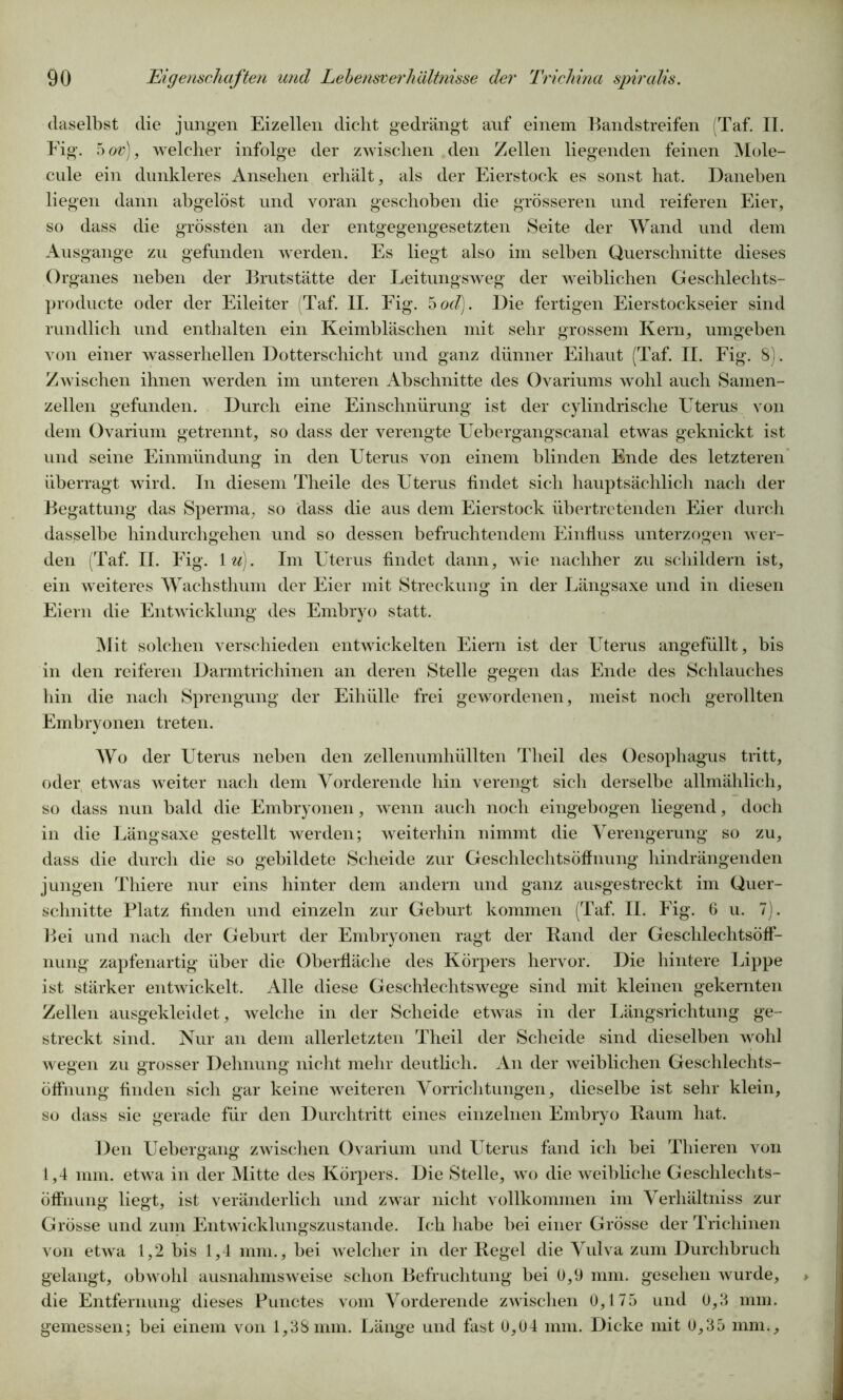 daselbst die jungen Eizellen dicht gedrängt auf einem Bandstreifen (Taf. II. Fig. 5 ov), welcher infolge der zwischen den Zellen liegenden feinen Mole- cule ein dunkleres Ansehen erhält, als der Eierstock es sonst hat. Daneben liegen dann abgelöst und voran geschoben die grösseren und reiferen Eier, so dass die grössten an der entgegengesetzten Seite der Wand und dem Ausgange zu gefunden werden. Es liegt also im selben Querschnitte dieses Organes neben der Brutstätte der Leitungsweg der weiblichen Geschlechts- producte oder der Eileiter (Taf. II. Fig. 5 od). Die fertigen Eierstockseier sind rundlich und enthalten ein Keimbläschen mit sehr grossem Kern, umgeben von einer wasserhellen Dotterschicht und ganz dünner Eihaut (Taf. II. Fig. 8). Zwischen ihnen werden im unteren Abschnitte des Ovariums wohl auch Samen- zellen gefunden. Durch eine Einschnürung ist der cylindrische Uterus von dem Ovarium getrennt, so dass der verengte Uebergangscanal etwas geknickt ist und seine Einmündung in den Uterus von einem blinden Ende des letzteren überragt wird. In diesem Theile des Uterus findet sich hauptsächlich nach der Begattung das Sperma, so dass die aus dem Eierstock übertretenden Eier durch dasselbe hindurchgehen und so dessen befruchtendem Einfluss unterzogen wer- den (Taf. II. Fig. 1 u). Im Uterus findet dann, wie nachher zu schildern ist, ein weiteres Wachsthum der Eier mit Streckung in der Längsaxe und in diesen Eiern die Entwicklung des Embryo statt. Mit solchen verschieden entwickelten Eiern ist der Uterus angefüllt, bis in den reiferen Darmtrichinen an deren Stelle gegen das Ende des Schlauches hin die nach Sprengung der Eihülle frei gewordenen, meist noch gerollten Embryonen treten. Wo der Uterus neben den zellenumhüllten Tlieil des Oesophagus tritt, oder etwas weiter nach dem Vorderende hin verengt sich derselbe allmählich, so dass nun bald die Embryonen, wenn auch noch eingebogen liegend, doch in die Längsaxe gestellt werden; weiterhin nimmt die Verengerung so zu, dass die durch die so gebildete Scheide zur Geschlechtsöffnung hindrängenden jungen Thiere nur eins hinter dem andern und ganz ausgestreckt im Quer- schnitte Platz finden und einzeln zur Geburt kommen (Taf. II. Fig. 6 u. 7). Bei und nach der Geburt der Embryonen ragt der Rand der Geschlechtsöff- nung zapfenartig über die Oberfläche des Körpers hervor. Die hintere Lippe ist stärker entwickelt. Alle diese Geschlechtswege sind mit kleinen gekernten Zellen ausgekleidet, welche in der Scheide etwas in der Längsrichtung ge- streckt sind. Nur an dem allerletzten Theil der Scheide sind dieselben wohl wegen zu grosser Dehnung nicht mehr deutlich. An der weiblichen Geschlechts- Öffnung finden sich gar keine weiteren Vorrichtungen, dieselbe ist sehr klein, so dass sie gerade für den Durchtritt eines einzelnen Embryo Raum hat. Den Uebergang zwischen Ovarium und Uterus fand ich bei Thieren von 1,4 mm. etwa in der Mitte des Körpers. Die Stelle, wo die weibliche Geschlechts- öffnung liegt, ist veränderlich und zwar nicht vollkommen im Verhältnis zur Grösse und zum Entwicklungszustande. Ich habe bei einer Grösse der Trichinen von etwa 1,2 bis 1,4 mm., bei welcher in der Regel die Vulva zum Durchbruch gelangt, obwohl ausnahmsweise schon Befruchtung bei 0,9 mm. gesehen wurde, die Entfernung dieses Punctes vom Vorderende zwischen 0,175 und 0,3 mm. gemessen; bei einem von 1,38 mm. Länge und fast 0,04 mm. Dicke mit 0,35 mm..