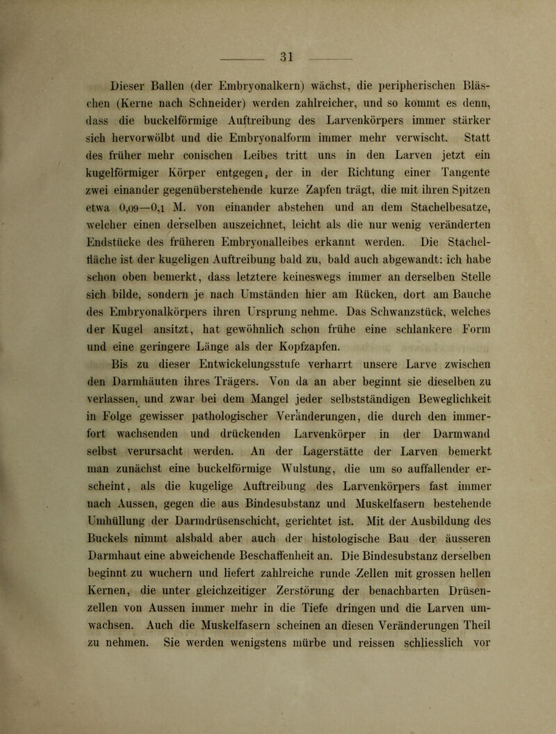 Dieser Ballen (der Embryonalkern) wächst, die peripherischen Bläs- chen (Kerne nach Schneider) werden zahlreicher, und so kommt es denn, dass die buckelförmige Auftreibung des Larvenkörpers immer stärker sich hervorwölbt und die Embryonalform immer mehr verwischt. Statt des früher mehr conischen Leibes tritt uns in den Larven jetzt ein kugelförmiger Körper entgegen, der in der Richtung einer Tangente zwei einander gegenüberstehende kurze Zapfen trägt, die mit ihren Spitzen etwa 0,o9—0,i M. von einander abstehen und an dem Stachelbesatze, welcher einen derselben auszeichnet, leicht als die nur wenig veränderten Endstücke des früheren Embryonalleibes erkannt werden. Die Stachel- liäche ist der kugeligen Auftreibung bald zu, bald auch abgewandt: ich habe schon oben bemerkt, dass letztere keineswegs immer an derselben Stelle sich bilde, sondern je nach Umständen hier am Rücken, dort am Bauche des Embryonalkörpers ihren Ursprung nehme. Das Schwanzstück, welches der Kugel ansitzt, hat gewöhnlich schon frühe eine schlankere Form und eine geringere Länge als der Kopfzapfen. Bis zu dieser Entwickelungsstufe verharrt unsere Larve zwischen den Darmhäuten ihres Trägers. Von da an aber beginnt sie dieselben zu verlassen, und zwar bei dem Mangel jeder selbstständigen Beweglichkeit in Folge gewisser pathologischer Veränderungen, die durch den immer- fort wachsenden und drückenden Larvenkörper in der Darmwand selbst verursacht werden. An der Lagerstätte der Larven bemerkt man zunächst eine buckelförmige Wulstung, die um so auffallender er- scheint , als die kugelige Auftreibung des Larvenkörpers fast immer nach Aussen, gegen die aus Bindesubstanz und Muskelfasern bestehende Umhüllung der Darmdrüsenschicht, gerichtet ist. Mit der Ausbildung des Buckels nimmt alsbald aber auch der histologische Bau der äusseren Darmhaut eine abweichende Beschaffenheit an. Die Bindesubstanz derselben beginnt zu wuchern und liefert zahlreiche runde Zellen mit grossen hellen Kernen, die unter gleichzeitiger Zerstörung der benachbarten Drüsen- zellen von Aussen immer mehr in die Tiefe dringen und die Larven um- wachsen. Auch die Muskelfasern scheinen an diesen Veränderungen Theil zu nehmen. Sie werden wenigstens mürbe und reissen schliesslich vor