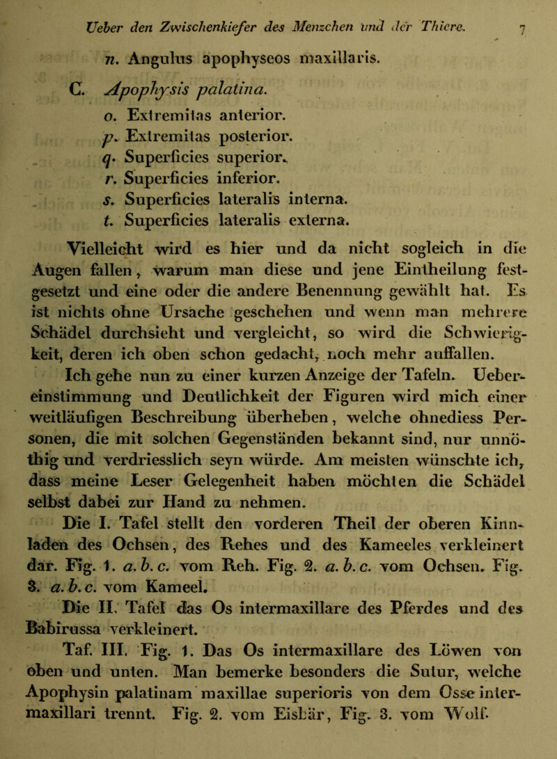 n. Angulus apophyseos maxillaris. C. jäpophysis palatina. o. Extremitas anterior. 77. Exlremitas posterior. q. Superficies superior. r. Superficies inferior. s. Superficies lateralis interna. t. Superficies lateralis externa. Vielleicht wird es hier und da nicht sogleich in die Augen fallen, warum man diese und jene Eintheilung fest- gesetzt und eine oder die andere Benennung gewählt hat. Es ist nichts ohne Ursache geschehen und wenn man mehrere Schädel durchsieht und vergleicht, so wird die Schwierig- keit, deren ich oben schon gedacht, noch mehr auffallen. Ich gehe nun zu einer kurzen Anzeige der Tafeln. Ueber- einstimmung und Deutlichkeit der Figuren wird mich einer weitläufigen Beschreibung überheben, welche ohnediess Per- sonen, die mit solchen Gegenständen bekannt sind, nur unnö- thig und verdriesslich seyn würde. Am meisten wünschte ich, dass meine Leser Gelegenheit haben möchten die Schädel selbst dabei zur Hand zu nehmen. Die I. Tafel stellt den vorderen Theil der oberen Kinn- laden des Ochsen, des Rehes und des Kameeles verkleinert dar. Fig. 1. a.b.c. vom Reh. Fig. 2. a.b.c. vom Ochsen. Fig. 3. a. b. c. vom Kameel. Die II, Tafel das Os intermaxillare des Pferdes und des Babirussa verkleinert. * I Taf. III. Fig. 1. Das Os intermaxillare des Löwen von oben und unten. Man bemerke besonders die Sutur, welche Apophysin palatinam maxillae superioris von dem Osseinler- maxillari trennt. Fig. 2. vom Eisbär, Fig. 3. vom Wolf.