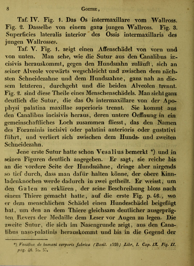 Taf. IV. Fig. 1. Das Os intermaxillare vom . Wallross. Fig. 2. Dasselbe von einem gan» jungen Wallross. Fig. 3. Superficies lateralis interior des Ossis intei'maxillaris des jungen Wallrosses. Taf. V. Fig. 1. zeigt einen Affenschädel von vorn und von unten. Man sehe, wie die Sutur aus den Canalibus in- cisivis herauskommt, gegen den Hundszahn zuläuft, sich an seiner Alveole vorwärts wegschleicht und zwischen dem näch- sten Schneidezahne und dem-Hundszähne, ganz nah an die- sem letzteren, durchgeht und die beiden Alveolen trennt. Fig. 2. sind diese Theile eines Menschenschädels. Man sieht ganz deutlich die Sutur, die das Os intermaxillare von der Apo- physi palatina maxillae superioris trennt. Sie kommt aus den Canalibus incisivis heraus, deren untere Oeffnung in ein gemeinschaftliches Loch zusammen fliesst, das den Namen des Foraminis incisivi oder palatini anterioris oder gustativi führt, und verliert sich zwischen dem Hunds- und zweiten Schneidezahn. Jene erste Sutur hatte schon Vesalius bemerkt *) und in seinen Figuren deutlich angegeben. Er sagt, sie reiche bis an die vordere Seite der Hundszähne, di’inge aber nirgends so tief durch, dass man dafür halten könne, der obere Kinn- ladenknocben werde dadurch in zwei getheilt. Er weisst, um den Galen zu erklären, der seine Beschreibung bloss nach einem Thiere gemacht halte, auf die erste Fig. p. 46., wo er dem menschlichen Schädel einen Hundeschädel beigefügt bat, um den an dem Thiere gleichsam deutlicher ausgepräg- ten. Revers der Medaille dem Leser vor Augen zu legen. Die zweite Sutur, die sich im Nasengrunde zeigt, aus den Cana- libus naso-palatinis herauskommt und bis in die Gegend der *) Vesalius de humani corporis fabrica (Basil. 1558^ Libr, I, Cap, JX, Fig, II, pag. 4B. 52. 53, >