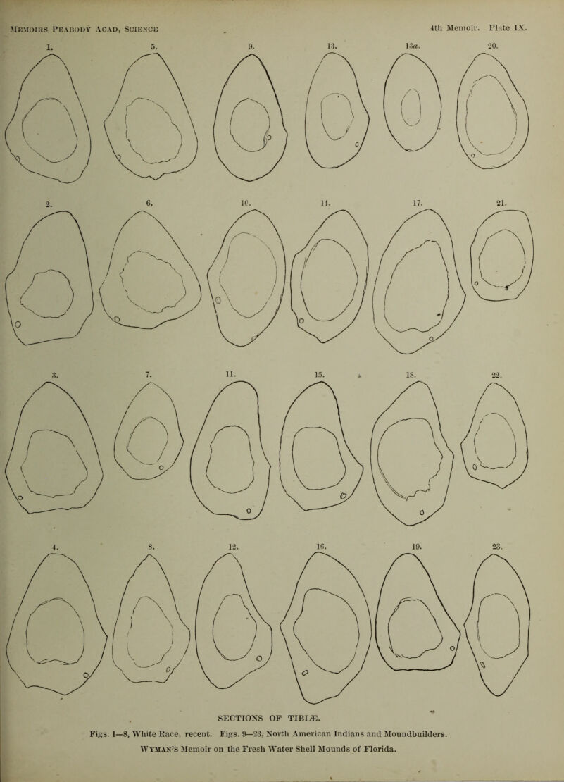 SECTIONS OF TIBIAE. Figs. 1—8, White Race, recent. Figs. 9—23, North American Indians and Moundbuilders.