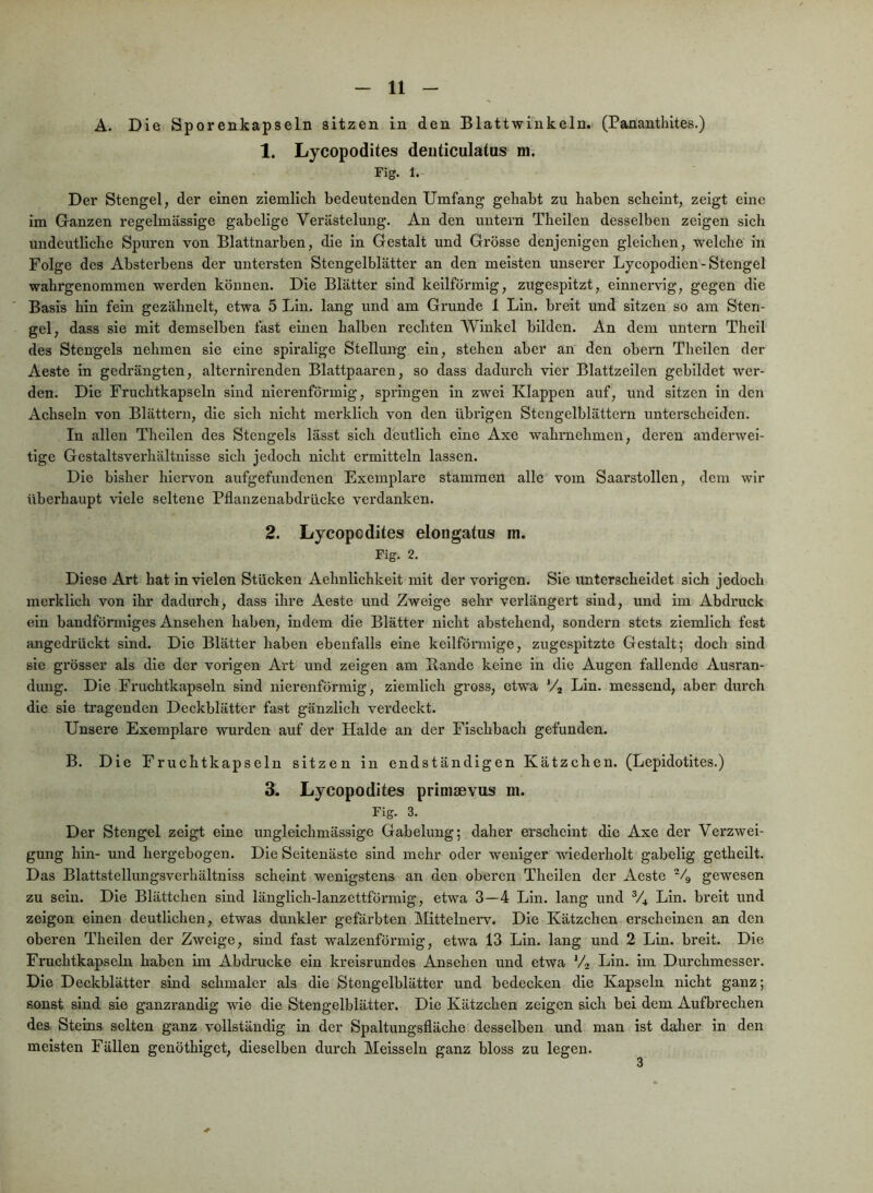 A. Die Sporenkapseln sitzen in den Blattwinkeln. (Pananthites.) 1. Lycopodites deiiticulalus m. Fig. 1. Der Stengel, der einen ziemlich bedeutenden Umfang gehabt zu haben scheint, zeigt eine im Ganzen regelmässige gabelige Verästelung. Au den untern Theilen desselben zeigen sich undeutliche Spuren von Blattnarben, die in Gestalt und Grösse denjenigen gleichen, welche in Folge des Absterbens der untersten Stengelblätter an den meisten unserer Lycopodien-Stengel wahrgenommen werden können. Die Blätter sind keilförmig, zugespitzt, einnervig, gegen die Basis hin fein gezähnelt, etwa 5 Lin. lang und am Grunde 1 Lin. breit und sitzen so am Sten- gel, dass sie mit demselben fast einen halben rechten Winkel bilden. An dem untern Theil des Stengels nehmen sie eine spiralige Stellung ein, stehen aber an den obern Theilen der Aeste in gedrängten, alternirenden Blattpaaren, so dass dadurch vier Blattzeilen gebildet wer- den. Die Fruchtkapseln sind nierenförmig, springen in zwei Klappen auf, und sitzen in den Achseln von Blättern, die sich nicht merklich von den übi'Igen Stengelblättern unterscheiden. In allen Theilen des Stengels lässt sich deutlich eine Axe wahrnehmen, deren anderwei- tige Gestaltsverhältnisse sich jedoch nicht ermitteln lassen. Die bisher hiervon aufgefundenen Exemplare stammen alle vom Saarstollen, dem wir überhaupt viele seltene Pflanzenabdrücke verdanken. 2. Lycopodites elongatus m. Fig. 2. Diese Art hat In vielen Stücken Aehnlichkeit mit der vorigen. Sie imterscheidet sich jedoch merklich von ihr dadurch, dass ihre Aeste und Zweige sehr verlängert sind, und im Abdruck ein bandförmiges Ansehen haben, indem die Blätter nicht abstehend, sondern stets ziemlich fest angedrückt sind. Die Blätter haben ebenfalls eine keilförmige, zugespitzte Gestalt; doch sind sie grösser als die der vorigen Art und zeigen am Bande keine in die Augen fallende Ausran- duug. Die Fruchtkapseln sind nierenförmig, ziemlich gross, etwa Vj Lin. messend, aber durch die sie tragenden Deckblätter fast gänzlich verdeckt. Unsere Exemplare wurden auf der Halde an der Fischbach gefunden. B. Die Fruchtkapseln sitzen in endständigen Kätzchen. (Lepidotites.) 3. Lycopodites prinijevus m. Fig. 3. Der Stengel zeigt eine ungleichmässige Gabelung; daher erscheint die Axe der Verzwei- gung hin- und hergebogen. Die Seitenäste sind mehr oder weniger wiederholt gabelig getheilt. Das Blattstellungsverhältniss scheint wenigstens an den oberen Theilen der Aeste ^4 gewesen zu sein. Die Blättchen sind länglich-lanzettförmig, etwa 3—4 Lin. lang und V4 Lin. breit und zeigen einen deutlichen, etwas dunkler gefärbten Mittelnerv. Die Kätzchen erscheinen an den oberen Theilen der Zweige, sind fast walzenförmig, etwa 13 Lin. lang und 2 Lin. breit. Die Fruchtkapseln haben im Abdrucke ein kreisrundes Ansehen und etwa Va Lin. im Durchmesser. Die Deckblätter sind schmaler als die Stengelblätter und bedecken die Kapseln nicht ganz; sonst sind sie ganzrandig wie die Stengelblätter. Die Kätzchen zeigen sich bei dem Aufbrechen des Steins selten ganz vollständig in der Spaltungsfläche desselben und man ist daher in den meisten Fällen genöthiget, dieselben durch Meissein ganz bloss zu legen. 4t