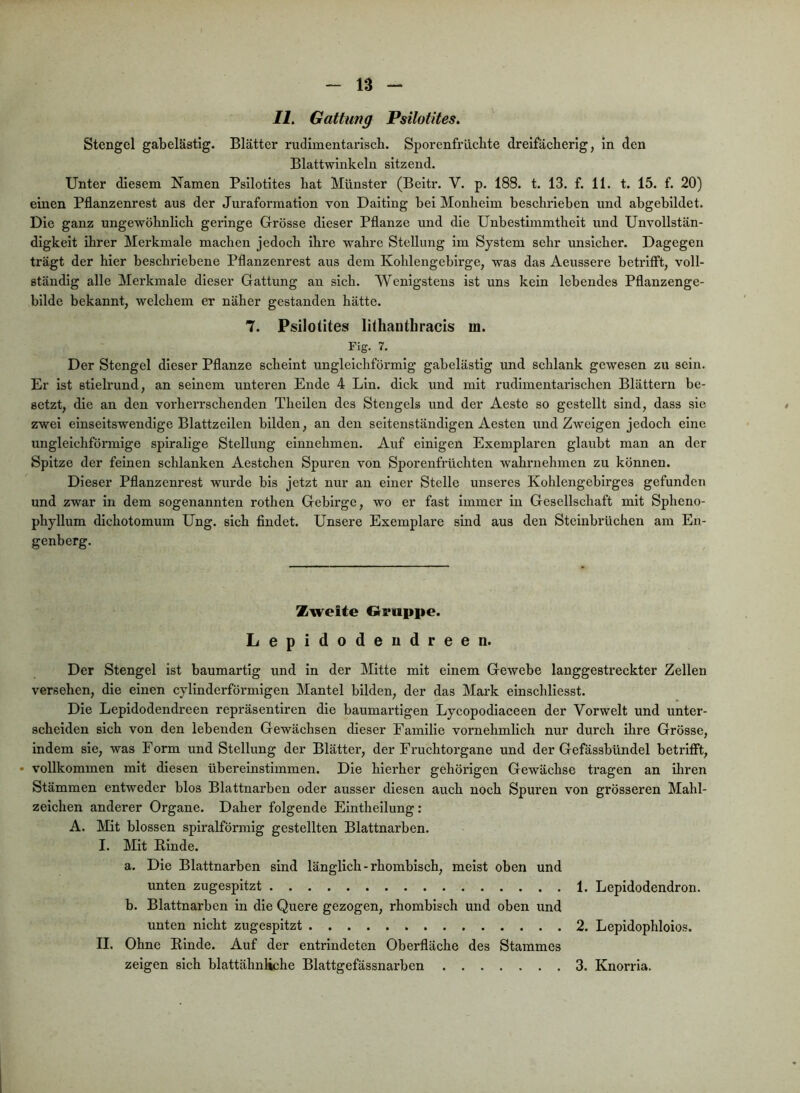 /i. Gattung Psilotites. Stengel gabelästig. Blätter rudimentarisch. Sporenfriicbte dreifächerig, in den Blattwinkeln sitzend. Unter diesem Namen Psilotites hat Münster (Beitr. V. p. 188. t. 13. f. 11. t. 15. f. 20) einen Pflanzenrest aus der Juraformation von Daiting hei Monheim beschrieben und abgehildet. Die ganz ungewöhnlich geringe Grösse dieser Pflanze und die Unbestimmtheit und Unvollstän- digkeit ihrer Merkmale machen jedoch ihre wahre Stellung im System sehr unsicher. Dagegen trägt der hier beschriebene Pflanzenrest aus dem Kohlengebirge, was das Aeussere hetiifft, voll- ständig alle Merkmale dieser Gattung an sich. Wenigstens ist uns kein lebendes Pflanzenge- hilde bekannt, welchem er näher gestanden hätte. 7. Psilotites lithanthracis m. Fig. 7. Der Stengel dieser Pflanze scheint ungleichförmig gahelästig und schlank gewesen zu sein. Er ist stielrund, an seinem unteren Ende 4 Lin. dick und mit rudimentarischen Blättern be- setzt, die an den vorherrschenden Theilen des Stengels und der Aeste so gestellt sind, dass sic zwei einseitswendige Blattzeilen bilden, an den seltenständigen Aesten und Zweigen jedoch eine ungleichförmige spiralige Stellung elunehmen. Auf einigen Exemplaren glaubt man an der Spitze der feinen schlanken Aestchen Spuren von Sporenfrüchten wahnrehmen zu können. Dieser Pflanzenrest wurde bis jetzt nur an einer Stelle unseres Kohlengehlrges gefunden und zwar in dem sogenannten rothen Gebirge, wo er fast immer in Gesellschaft mit Spheno- phyllum dichotomum Ung. sich findet. Unsere Exemplare sind aus den Steinbrüchen am En- genberg. Zweite Gruppe. Lepidodeudreen. Der Stengel ist baumartig und in der Mitte mit einem Gewebe langgestreckter Zellen versehen, die einen cylinderförmlgen Mantel bilden, der das Mark einschliesst. Die Lepidodendreen repräsentiren die baumartigen Lycopodlaceen der Vorwelt und unter- scheiden sich von den lebenden Gewächsen dieser Familie vornehmlich nur durch ihre Grösse, indem sie, was Form und Stellung der Blätter, der Fruchtorgane und der Gefässbündel betrifft, • vollkommen mit diesen übereinstimmen. Die hierher gehörigen Gewächse tragen an ihren Stämmen entweder blos Blattnarben oder ausser diesen auch noch Spuren von grösseren Mahl- zeichen anderer Organe. Daher folgende Elntheilung: A. Mit blossen spiralförmig gestellten Blattnarben. I. Mit Rinde. a. Die Blattnarben sind länglich-rhombisch, meist oben und unten zugespitzt 1. Lepidodendron. b. Blattnarben in die Quere gezogen, rhombisch und oben und unten nicht zugespitzt 2. Lepidophloios. II. Ohne Rinde. Auf der entrindeten Oberfläche des Stammes zeigen sich blattähnliche Blattgefässnarben 3. Knorria.