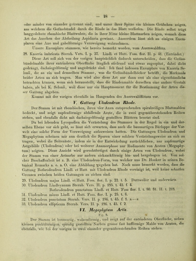 oder minder von einander getrennt sind, und unter ihrer Spitze ein kleines Grübchen zeigen, aus welchem die Gefässbündel durch die Rinde in das Blatt verliefen. Die Rinde selbst trägt langgedehnte rhombische Blattwulste, die in ihrer Mitte kleine Blattnarben zeigen, wonach diese Art das Ansehen der Abtheilung Aspidiaria gewinnt. Ausserdem lässt sich an einigen Exem- plaren eine Axe und gabelförmige Verzweigung wahrnehmeu. Unsere Exemplare stammen, wie bereits bemerkt worden, vom Auerswaldflötz. 28. Knorrla imbricata Sternb. Vets. I. p. 37. Lindl. et Hutt. Eoss. flor. II, p. 41. (Entrindet.) Diese Art soll sich von der vorigen hauptsächlich dadurch unterscheiden, dass die Gefäss- bündelmahle ihrer entrindeten Oberfläche länglich stielrund und etwas zugespitzt, dabei dicht gedrängt, dachziegelförmig und angedrückt sind. Ich fand indessen Exemplare von Knorria Se- lonli, die an ein und demselben Stamme, was die Gefässbündelhöcker betrifft, die Merkmale beider Arten an sich tragen. Man wird also diese Art nur dann erst als eine eigcnthümliche betrachten können, wenn sich herausstellt, dass die Rindenmahle derselben eine andere Gestalt haben, als bei K. Selonli, weil diese nur ein Hauptmoment für die Bestimmung der Arten die- ser Gattung abgeben. Kommt mit der vorigen ebenfalls im Hangenden des Auerswaldflötzes vor. F. Gattung JJlodemlroJi Rhode. Der Stamm ist mit rhombischen, ihren vier Axen entsprechenden spiralzeiligen Blattmahlen bedeckt, und zeigt zapfenförmige abfallende Aeste, die in zwei gegepiübenstehcnden Reihen stehen, und ebenfalls dicht mit dachziegelförmig gestellten Blättern besetzt sind. Da bei lebenden Lycopodlen die Verästelung des Stammes in der Regel in ein und der- selben Ebene vor sich geht, so lässt sich ci'warten, dass auch die baumartigen Bärlappe derVor- wclt eine solche Form der Verzweigung aufzuweisen hatten. Die Gattungen Ulodendron und Megaphytum scheinen mir nun deutlich die Spuren einer solchen Verästelungswcise an sich zu tragen, wobei die Seitenäste, indem sie in der Entwickelung zurückblieben, nur zapfenartige Astgebilde (Ulodendron) oder bei weiterer Anamorphose nur Rudimente von Aesten (Megaphy- tum) zeigten. Diese Ansicht wird gerechtfertiget durch einige Arten von Ulodendron, wobei der Stamm von einer Astnarbe zur andern zickzackförmig hin- und hergebogen ist. Von sol- cher Beschaffenheit ist z. B. eine Ulodendron-Form, von welcher uns Dr. Hooker in seinen Bo- tanlcal Remarks a. o. a. 0. eine Abbildung ^’egeben hat. Noch muss bemerkt werden, dass die Gattung Bothrodendron Lindl. et Hutt. mit Ulodendron Rhode vereinigt ist, weil keine scharfen Grenzen zwischen beiden Gattungen zu ziehen sind. 29. FTlodendron raajus Lindl. et Hutt. Foss. flor. I. p. 22. t. 5. Duttweller und anderwärts. 30. Ulodendron Lindleyanum Sternb. Vers. II. p. 185. t. 45. f. 4. Bothrodendron punctatum Lindl. et Hutt. Foss flor. I. t. 80. 81. H. t. 218. 31. Ulodendron minus Lindl. ct Hutt. Foss. flor. I. p. 25. t. G. 32. Ulodendron punctatum Sternb. Vers. II. p. 186. t. 45. f. 1. a — e. 33. Ulodendron elllpticum Sternb. Vers. II. p. 186. t. 45. f. 2. VI. Megaphytum Artis. Fig. 9. Der Stamm ist baumartig, walzenförmig, und zeigt auf der entrindeten Oberfläche, neben kleinen punktförmigen, spiralig gestellten Narben grosse fast huflPörmige Mahle von Aesten, die ebenfalls, wie bei der vorigen in zwei einander gegenüberstehenden Reihen stehen.