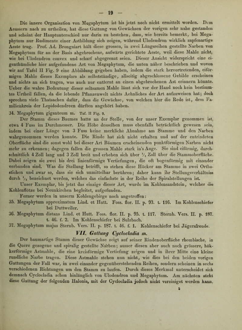 Die innere Organisation von Megaphytum ist bis jetzt noch nicht ermittelt worden. Dem Aeussern nach zu urtheilen, hat diese Gattung von Gewächsen der vorigen sehr nahe gestanden und scheint der Hauptunterschied nur darin zu bestehen, dass, wie bereits bemerkt, bei Mega- phytum nur Rudimente einer Astbildung sich zeigen, während Ulodendron wirklich zapfenartige Aeste trug. Prof. Ad. Brongniart hält diese grossen, in zwei Längsreihen gestellte Narben von Megaphytum für an der Basis abgebrochene, aufwärts gerichtete Aeste, weil diese Mahle nicht, wie bei Ulodendron convex und scharf abgegrenzt seien. Dieser Ansicht widerspricht eine ei- genthümliche hier aufgefundene Art von Megaphytum, die unten näher beschrieben und wovon wir auf Tafel II Fig. 9 eine Abbildung gegeben haben, indem die stark hervortretenden, eiför- migen Mahle dieses Exemplars als selbstständige, allseitig abgeschlossene Gebilde erscheinen und nichts an sich tragen, was auch nur entfernt an einen abgebrochenen Ast erinnern könnte. Ueber die wahre Bedeutung dieser seltsamen Mahle lässt sich vor der Hand noch kein bestimm- tes Urthell fällen, da die lebende Pflanzenwelt nichts Aehnliches der Ai’t aufzuweisen hat; doch sprechen viele Thatsachen dafür, dass die Gewächse, von welchen hier die Rede ist, dem Fa- milienkreis der Lepidodendreen dürften angehört haben. 34. Megaphytum glganteum m. Taf. II Fig. 9. Der Stamm dieses Baumes hatte an der Stelle, von der unser Exemplar genommen ist, etwa 4 Fuss im Durchmesser. Die Höhe desselben muss ebenfalls beträchtlich gewesen sein, indem bei einer Länge von 3 Fuss keine merkliche Abnahme am Stamme und den Narben wahrgenommen werden konnte. Die Rinde hat sich nicht erhalten und auf der entrindeten Oberfläche sind die sonst wohl bei dieser Art Bäumen erscheinenden punktförmigen Narben nicht mehr zu erkennen; dagegen fallen die grossen Mahle stark in’s Auge. Sie sind eiförmig, durch- schnittlich 4 Zoll lang und 3 Zoll breit und erheben sich über V2 Zoll über die Stammoberfläche. Dabei zeigen sie zwei bis drei linienförmige Vertiefungen, die oft bogenförmig mit einander verbunden sind. Was die Stellung betrifft, so stehen diese Höcker am Stamme in zwei Ortho- ßtichen und zwar so, dass sie sich unmittelbar berühren; daher kann ihr Stellungsverhältniss durch V2 bezeichnet werden, welches das einfachste in der Reihe der Spiralstellungen ist. Unser Exemplar, bis jetzt das einzige dieser Art, wurde im Kohlensandstein, welcher die Kohlenflötze bei Neunkirchen begleitet, aufgefunden. Ferner werden in unserm Kohlengebirge noch angetroffen: 35. Megaphytum approximatum Lind, et Hutt. Foss. flor. II. p. 93. t. 116. Im Kohlenschiefer bei Duttweiler. 36. Megaphytum distans Lind, et Hutt. Foss. flor. H. p. 95. t. 117. Sternb. Vers. H. p. 187. t. 46. f. 2. Im Kohlenschiefer bei Sulzbach. 37. Megaphytum majus Sternb. Vers. H. p. 187. t. 46. f. 1. Kohlenschiefer bei Jägersfreude. VII, Gattung Cyclocladia m. Der baumartige Stamm dieser Gewächse zeigt auf seiner Rindenoberfläche rhombische, in die Quere gezogene und spiralig gestellte Narben; ausser diesen aber auch noch grössere, hök- kerförmige Astmahle, die eine kreisförmige Vertiefung zeigen und in ihrer Mitte eine kleine rundliche Narbe tragen. Diese Astmahle stehen nun nicht, wie dies bei den beiden vorigen Gattungen der Fall war, in zwei einander gegenüberstehenden Reihen, sondern scheinen in sechs verschiedenen Richtungen um den Stamm zu laufen. Durch dieses Merkmal unterscheidet sich demnach Cyclocladia schon hinlänglich von Ulodendron und Megaphytum. Am nächsten steht diese Gattung der folgenden Halonia, mit der Cyclocladia jedoch nicht vereiniget werden kann. 5