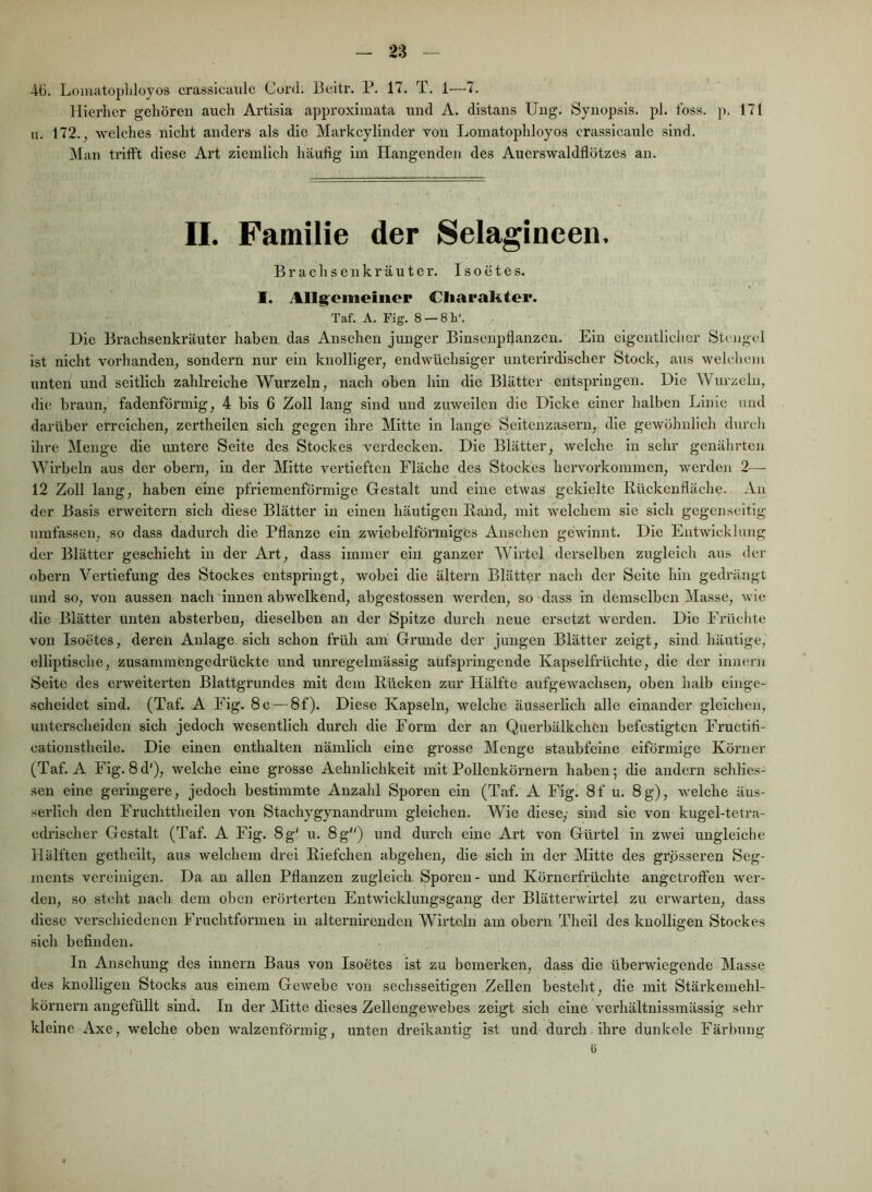 4(3. Lomatopliloyos crassicaiile Cord. Bcitr. P. 17. T. 1—7. Hierher gehören auch Artisia approximata und A. distans Ung. Synopsis, pl. tbss. p. 171 u. 172., welches nicht anders als die Markcylinder Ton Lomatophloyos crassicaule sind. Man trifft diese Art ziemlich häufig im Hangenden des Auerswaldflötzes an. II. Familie der Selagioeen. B r a c h s e n k r ä u t c r. I s o e t e s. 1. Allgfeineiiier Charakter. Taf. A. Fig. 8 —8 h'. Die Brachsenkx’äuter haben das Ansehen junger Binsenpfianzcu. Ein eigentlicher Stengel ist nicht voi’handen, sondern nur ein knolliger, endwüchsiger unterirdischer Stock, aus welchem unten und seitlich zahlreiche Wurzeln, nach oben hin die Blätter entspringen. Die Wurzeln, die braun, fadenförmig, 4 bis 6 Zoll lang sind und zuweilen die Dicke einer halben Linie mul darüber erreichen, zerthellen sich gegen ihre Mitte in lange Seitenzasern, die gewöhnlich durch ihre Menge die untere Seite des Stockes verdecken. Die Blätter, welche ln sehr genährten Wirbeln aus der obern, in der Mitte vertieften Fläche des Stockes hervorkommen, werden 2— 12 Zoll lang, haben eine pfrlemenförmlge Gestalt und eine etwas gekielte Rückenfläche. An der Basis erweitern sich diese Blätter in einen häutigen Rand, mit welchem sie sich gegenseitig umfassen, so dass dadurch die Pflanze ein zwiebelförmiges Ansehen gewinnt. Die Entwicklung der Blätter geschieht in der Art, dass immer ein ganzer Wirtel derselben zugleich aus der obeim Vertiefung des Stoekes entspringt, wobei die ältern Blätter nach der Seite hin gedrängt und so, von aussen nach innen abwelkend, abgestossen werden, so dass in demselben Masse, wie die Blätter unten absterben, dieselben an der Spitze durch neue ersetzt werden. Die Früclite von Isoetes, deren Anlage sich schon früh am Grunde der jungen Blätter zeigt, sind häittige, elliptische, zusamraengedrückte und unregelmässig aufspringende Kapselfrüchte, die der inmu'ii Seite des erweiterten Blattgrundes mit dem Rücken zur Hälfte aufgewachsen, oben halb einge- seheidet sind. (Taf. A Fig. 8 c — 8f). Diese Kapseln, welche äusserlich alle einander gleichen, unterscheiden sich jedoch wesentlich durch die Form der an Querbälkchen befestigten Fructifi- eationstheile. Die einen enthalten nämlich eine grosse Menge staubfeine eiförmige Körner (Tat. A Fig. 8d'), welche eine grosse Aehnlichkeit mit Pollenkörnern haben; die andern schlies- sen eine geringere, jedoch bestimmte Anzahl Sporen ein (Taf. A Fig. 8f u. 8g), welche äus- serlich den Fruchttheilen von Stachygynandrum gleichen. Wie diese,- sind sie von kugel-tetra- edrischer Gestalt (Taf. A Fig. 8g' u. 8g) und durch eine Art von Gürtel in zwei ungleiche Hälften gethellt, aus welchem drei Riefchen abgehen, die sich in der Mitte des grösseren Seg- ments vereinigen. Da an allen Pflanzen zugleich Sporen- und Körnerfrüchte angetroffen wer- den, so steht nach dem oben erörterten Entwicklungsgang der Blätterwirtel zu erwarten, dass diese verschiedenen Fruchtformen in alternirenden Wirteln am obern Theil des knolligen Stockes sich befinden. In Ansehung des Innern Baus von Isoetes ist zu bemerken, dass die überwiegende Masse des knolligen Stocks aus einem Gewebe von sechsseitigen Zellen besteht, die mit Stärkemehl- körnern angcfüllt sind. In der Mitte dieses Zellengewebes zeigt sich eine verhältnlssmässig sehr kleine Axe, welche oben walzenförmig, unten dreikantig ist und durch ihre dunkele Färbung G