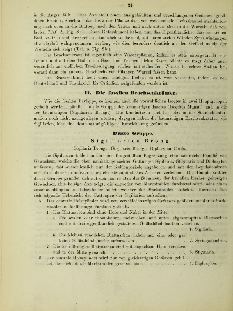 in die Augen fällt. Diese Axe stellt einen aus gehäuften und verschlungenen Gefässen gebil- deten Knoten, gleichsam das Herz der Pflanze dar, von welchem die Gefässbilndel strahlenför- mig nach oben in die Blätter, nach den Selten und nach unten aber in die Wurzeln sich ver- laufen (Taf. A. Fig. 8 h). Diese Gefässbündel haben nun das Eigenthümliche, dass sie keinen Bast besitzen und ihre Gefässe sämmtlich solche sind, auf deren zarten Wänden Spiralwindungen abwechselnd wahrgenommen werden, wie dies besonders deutlich an den Gefässbündeln der Wurzeln sieh zeigt (Taf. A Fig. 8 h'). Das Brachsenkraut ist eigentlich eine Wasserpflanze, indem es stets untei’getaucht vor- konimt und auf dem Boden von Seen und Teichen dichte Basen bildet; es trägt daher auch wesentlich zur endlichen Trockenlegung solcher mit stehendem Wasser bedeckten Stellen bei, worauf dann ein anderes Geschlecht von Pflanzen Wurzel fassen kann. Das Brachsenkraut Hebt einen sandigen Boden; es ist weit verbreitet, indem es von Deutschland und Frankreich bis Ostindien aufgefunden worden ist. II. Die foissilen Bracliiseiikräuter. \Vie die fossilen Bärlappe, so können auch die vorweltlichen Isoetes ln zwei Hauptgruppen gethellt werden, nämlich in die Gruppe der krautartigen Isoetes (Isoetltes Münst.) und ln die der baumartigen (Sigillarien Brong.). Die krautartigen sind bis jetzt in der Stelnkohlenfor- matioii noch nicht nachgewiesen worden; dagegen haben die baumartigen Brachsenkräuter, die Sigillarien, hier eine desto mannigfaltigere Entwickelung gefunden. Dritte Oruppc. Sigillarien B r o ii g. Sigillaria Brong. Stigmaria Brong. Dlploxylon Corda. Die Sigillarien bilden in der hier festgestellten Begrenzung eine zahlreiche Familie von (rewächsen, welche die oben namhaft gemachten Gattungen Sigillaria, Stigmaria und Diploxylon umfassen, fast ausschliesslich nur der Kohlenpei’iode angehören und mit den Lepldodendreen und Farn dieser primitiven Flora ein eigenthümllches Ansehen verleihen. Der Hauptcharakter dieser Gruppe gründet sich auf den Innern Bau des Stammes, der bei allen hierher gehörigen Gewächsen eine holzige Axe zeigt, die entweder von Markstrahlen durchsetzt wird, oder einen zusammenhängenden Holzcyllnder bildet, welcher der Markstrahlen entbclu’t. Hiernach lässt sicli folgende Ueberslcht der Gattungen der Sigillarien aufstellen: A. Der centrale Holzcyllnder wird von verschiedenartigen Gefässen gebildet und durch Mark- strahlen in keilförmige Parthlcn getheilt. 1. Die Blattnarben sind ohne Höfe und Nabel ln der Mitte. a. Die ovalen oder rhombischen, meist oben und unten abgestumpften Blattnarben sind mit drei eigenthümlich gestalteten Gefässbündelnarben versehen. 1. Sigillaria. b. Die kleinen rundlichen Blattnarben haben nur eine oder gar keine Gefässbündelnarbe aufzuweisen 2. Syringodendron. 2. Die kreisförmigen Blattnarben sind mit doppeltem Hofe versehen und in der Mitte genabelt ; 3. Stigmaria. B. Der centrale Holzcyllnder wird nur von gleichartigen Gefässen gebil- det, die nicht durch Markstrahlen getrennt sind 4- Diploxylon.