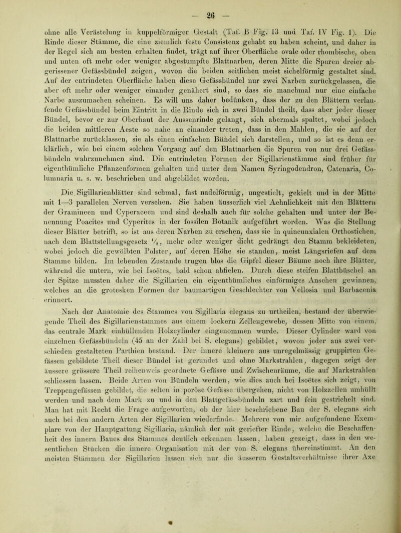 ohne alle Verästelung in kuppelfürmiger Gestalt (Tat. B Fig. 13 und Taf. IV Fig. 1). Die Rinde dieser Stämme, die eine ziemllcli feste Consistenz gehabt zu haben scheint, und daher in der Regel sich am besten erhalten findet, trägt auf ihrer Oberfläche ovale oder rhombische, oben und unten oft mehr oder weniger abgestumpfte Blattnarben, deren Mitte die Spuren dreier ab- gerissener Gefässbüudel zeigen, wovon die beiden seitlichen meist sichelförmig gestaltet sind. Auf der entrindeten Oberfläche haben diese Gefässbüudel nur zwei Narben zurückgelassen, die aber oft mehr oder weniger einander genähert sind, so dass sie manchmal nur eine einfache Narbe auszumachen scheinen. Es will uns daher bedünken, dass der zu den Blättern veidau- fende Gefässhündel beim Eintritt in die Rinde sich ln zwei Bündel theilt, dass aber jeder dieser Bündel, bevor er zur Oberhaut der Ausseiirinde gelaugt, sich abermals spaltet, wobei jedoch die beiden mittleren Aeste so nahe an einander treten, dass in den Mahlen, die sie auf der Blattnarbe zurücklassen, sie als einen einfachen Bündel sich darstellen, und so ist es denn er- klärlich, wie hei einem solchen Vorgang auf den Blattnarben die Spuren von nur drei Gefäss- bündeln wahrzunehmen sind. Die entrindeten Formen der Slgillarienstämme sind früher für eigenthümliche Pflanzenformen gehalten und unter dem Namen Syringodendron, Catcnarla, Co- linnnaria u. s. w. beschrieben und abgebildet worden. Die Slgillai’lenblätter sind schmal, fast nadelförmig, ungestielt, gekielt und in der Mitte mit 1—^3 parallelen Nerven versehen. Sie haben äusserlich viel Aehnlichkeit mit den Blättern der Gramineen und Cyperaceen und sind deshalb auch für solche gehalten und unter der Be- nennung Poacites und Cyperites in der fossilen Botanik aufgeführt worden. Was die Stellung dieser Blätter betrifft, so ist aus deren Narben zu ersehen, dass sie in quincunxialen Orthostichen, nach dem Blattstellungsgesetz '4 j mehr oder weniger dicht gedrängt den Stamm bekleideten, wobei jedoch die gewölbten Polster, auf deren Höhe sie standen, meist Längsriefen auf dem Stamme bilden. Im lebenden Zustande trugen blos die Gipfel dieser Bäume noch ihre Blätter, während die untern, wie bei Isoetes, bald schon abfielen. Durch diese steifen Blattbüschel an der Spitze mussten daher die Slgillarien ein elgenthümllches einförmiges Ansehen gewinnen, welches an die grotesken Formen der baumartigen Geschlechter von Vellosia und Barbacenia erinnert. Nach der Anatomie des Stammes von Slgillaria elegans zu urtheilen, bestand der überwie- gende Thell des Sigillarlenstammes aus einem lockern Zellengewebe, dessen Mitte von einem, das centrale Mark elnhüllenden Holzcylinder eingenommen wurde. Dieser Cyllnder ward von einzelnen Gefässbündcln (45 an der Zahl hei S. elegans) gebildet, wovon jeder aus zwei ver- schieden gestalteten Parthien bestand. Der innere kleinere aus unregelmässig grupplrten Ge- fässen gebildete Thell dieser Bündel ist gerundet und ohne Markstrahlen, dagegen zeigt der äussere grössere Theil reihenweis geordnete Gefässe und Zwischenräume, die auf Markstrahlen schliessen lassen. Beide Arten von Bündeln werden, wie dies auch bei Isoetes sich zeigt, von Treppengefässen gebildet, die seltoi in poröse Gefässe übergehen, nicht von Ilolzzcllen umhüllt werden und nach dem Mark zu und ln den Blattgefässhündeln zart und fein gestrichelt sind. Man hat mit Recht die Frage aufgeworfen, ob der hier beschriebene Bau der S. elegans sich auch bei den andern Arten der Sigillaiien wiederfinde. Mehrere von mir aufgefundene Exem- plare von der Hauptgattung Sigillaria, nämlich der mit geriefter Rinde, welche die Beschaffen- heit des Innern Baues des Stammes deutlich erkennen lassen, haben gezeigt, dass in den we- sentlichen Stücken die Innere Organisation mit der von S. elegans ühereinstiinmt. An den meisten Stämmen der Sigillarien lassen sich nur die äusseren Gestaltsverhiiltnisse ihrer Axe